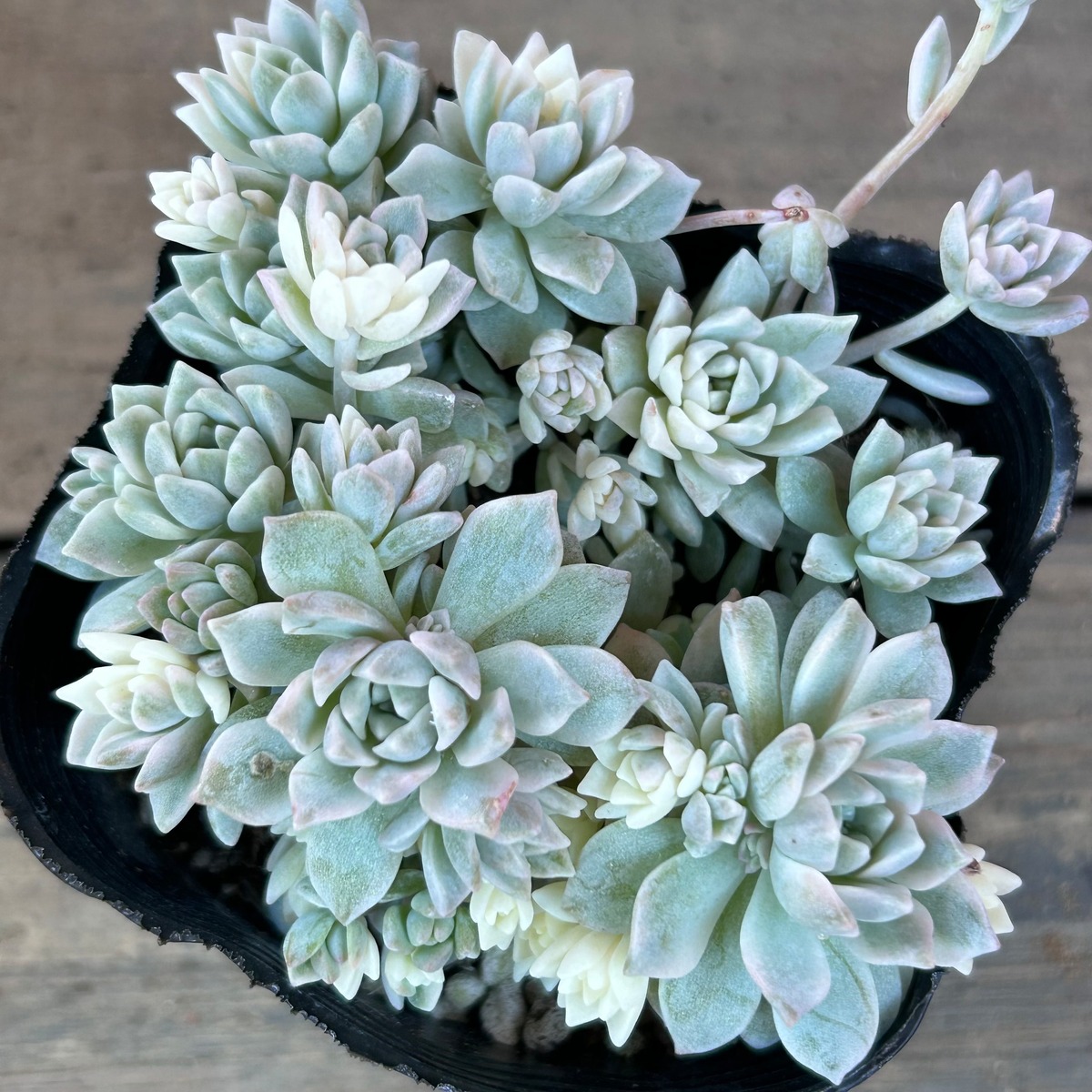 プロリフィカ錦 | RuPo 多肉植物専門店