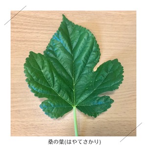 ＜クール便・火曜日発送＞【小さいサイズ】季節のお野菜セット