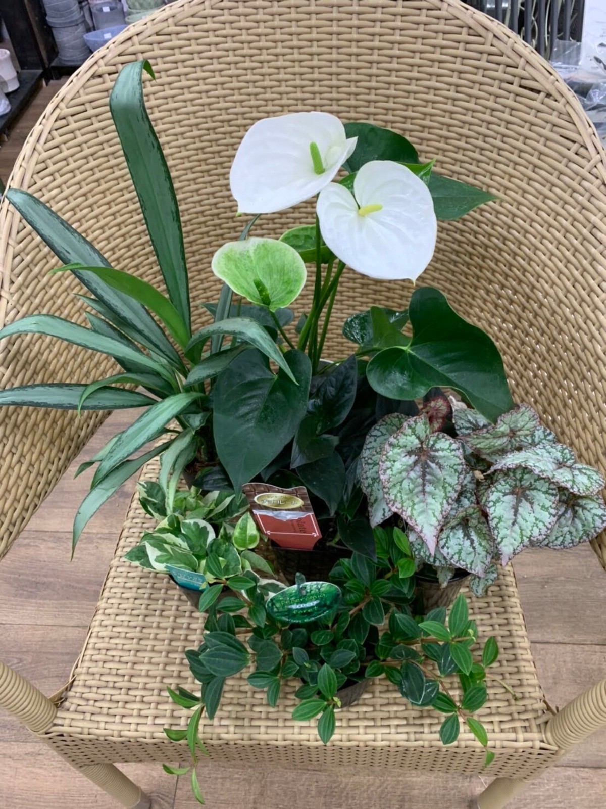 Youtubeで紹介されたオニちゃんねる観葉寄せ植えセット 色違いラインナップc シャン ド フルール 鹿児島市にある園芸店 観葉植物 花 寄せ植え お庭 Diy