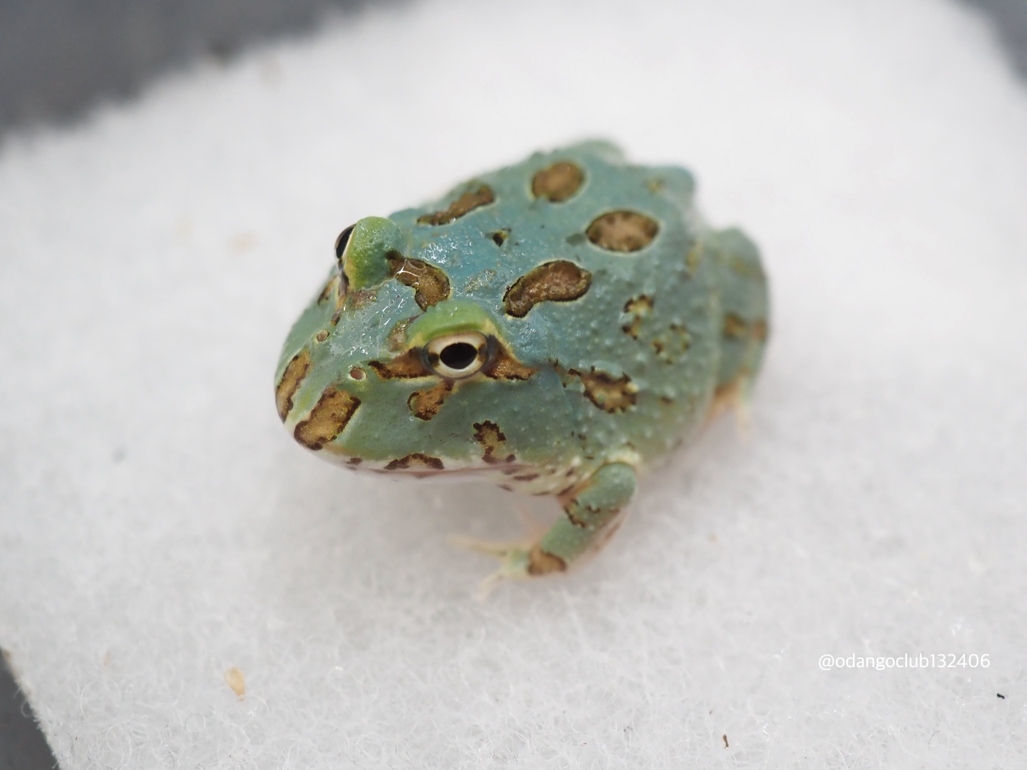 ③イエアメガエル 