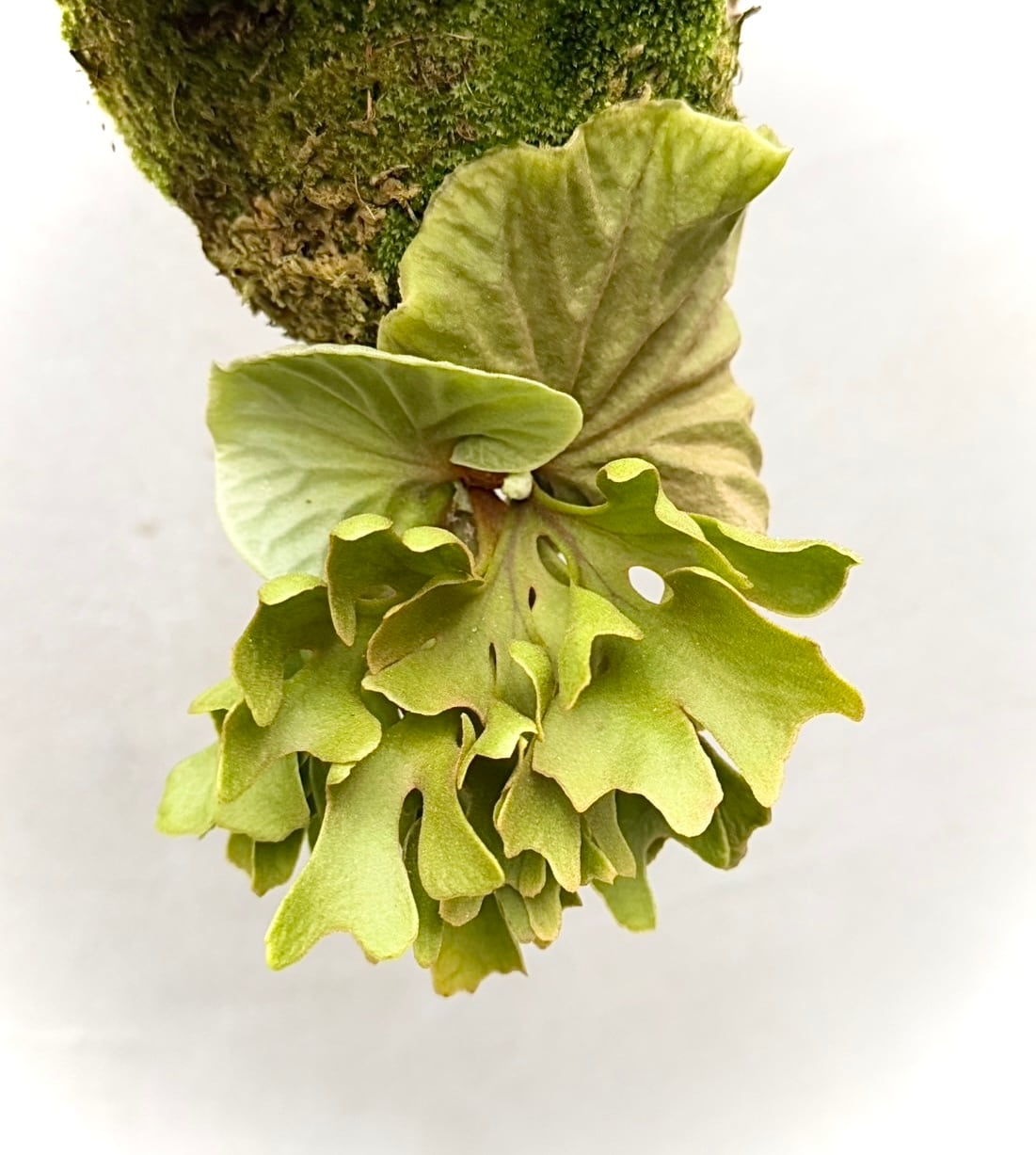 P. ridleyi dwarf 'Silver' ビカクシダ リドレイ ドワーフ 'シルバー