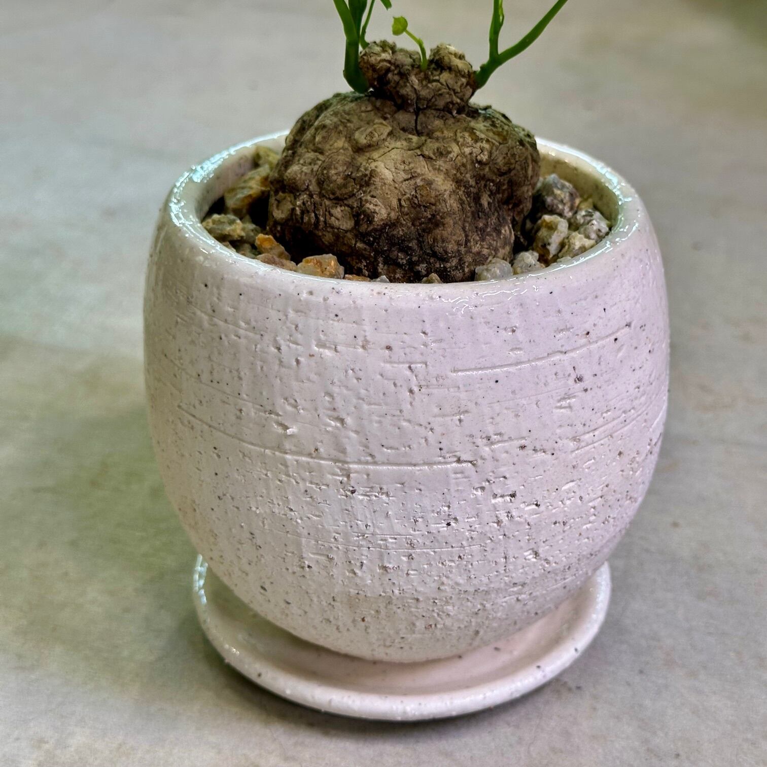 ステファニア・スベローサ | barrelplants_BONSAI