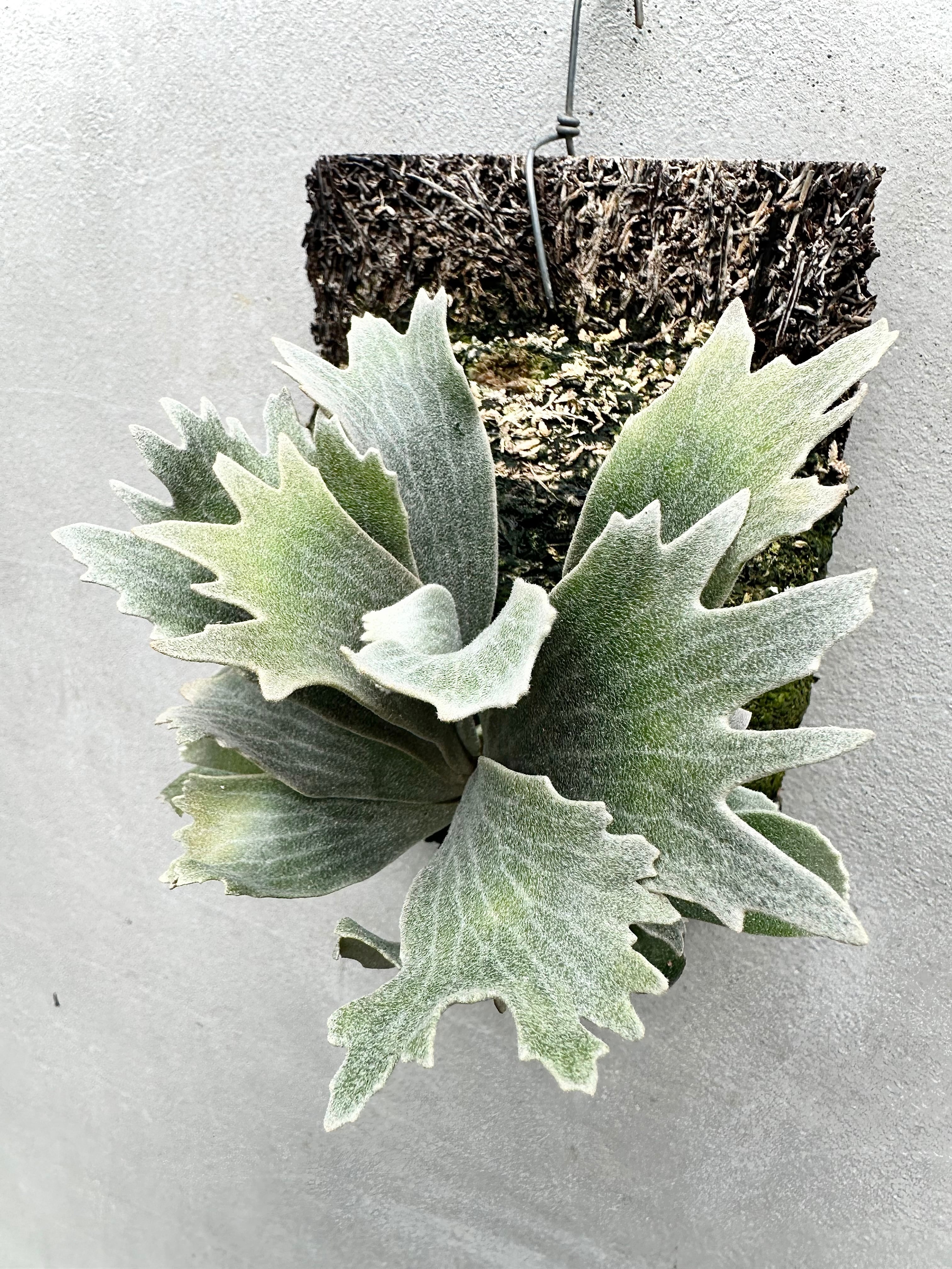 P. 'Percheron' ビカクシダ 'ペルシュロン' | vandaka plants