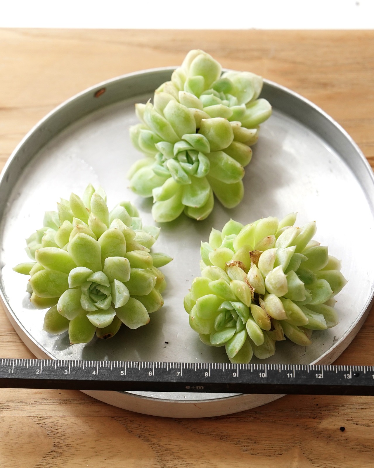 一部発根済カット苗 アルバ 3頭群生 Echeveria elegans 'Alba'