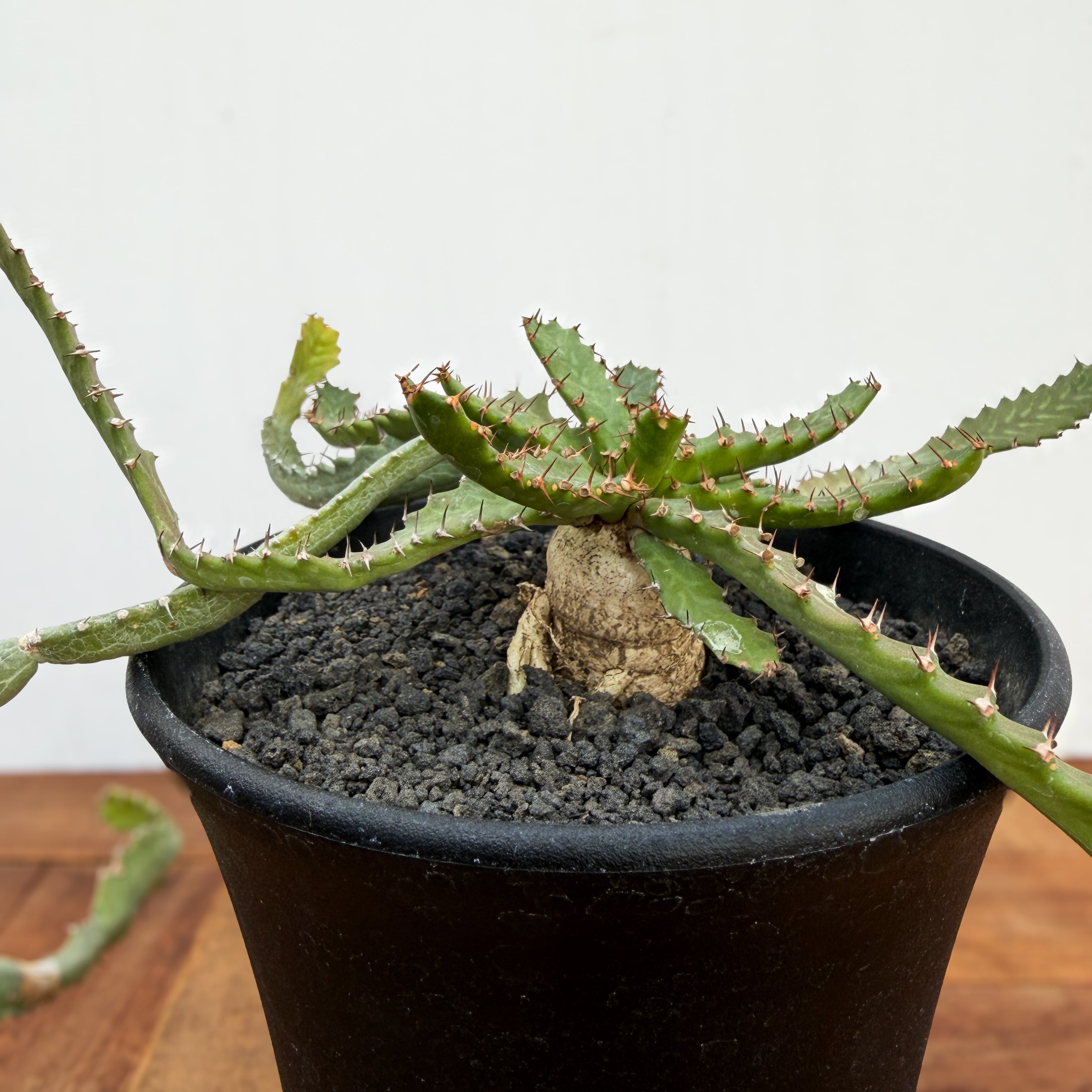 Euphorbia stellata【ユーフォルビア・飛竜・実生】 | RIMO'S GREEN