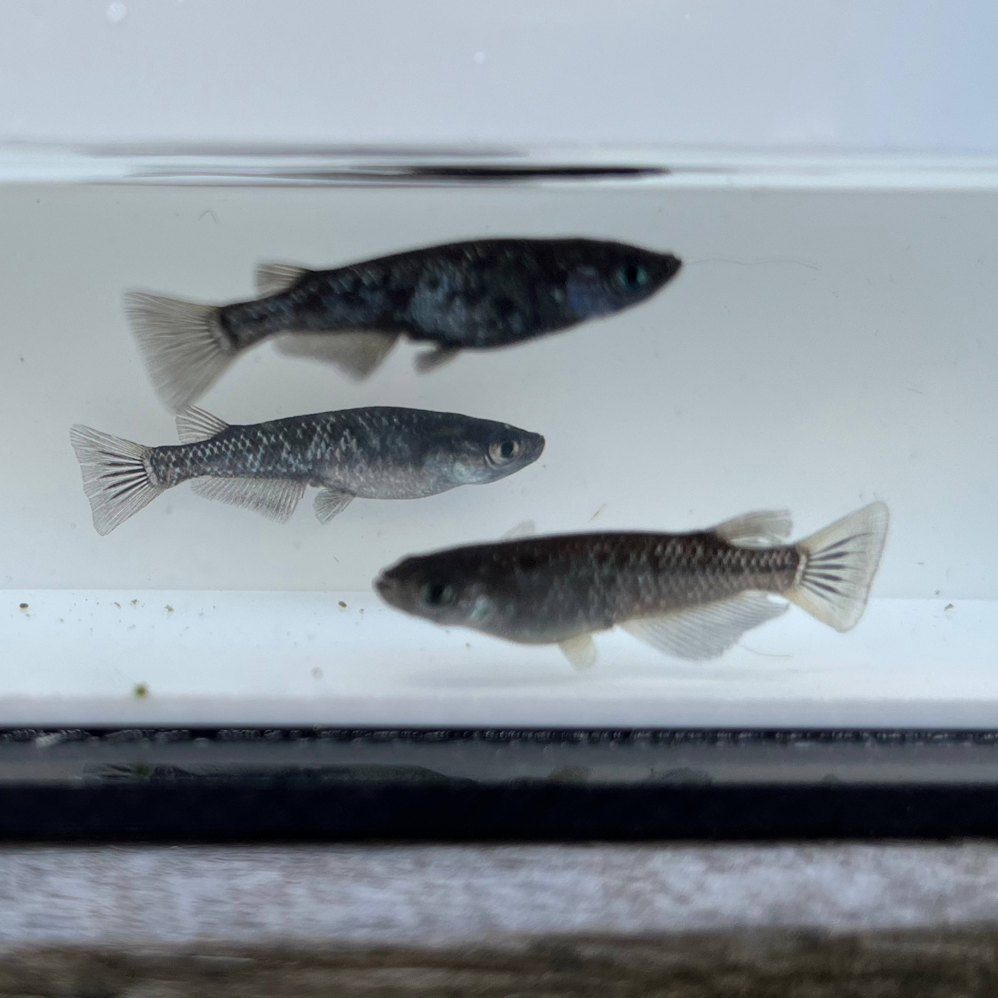 ブラックダイヤメダカ21 中里良則氏直系 成魚 1ペア 1匹 合計3匹 高級メダカ専門店 招福メダカ