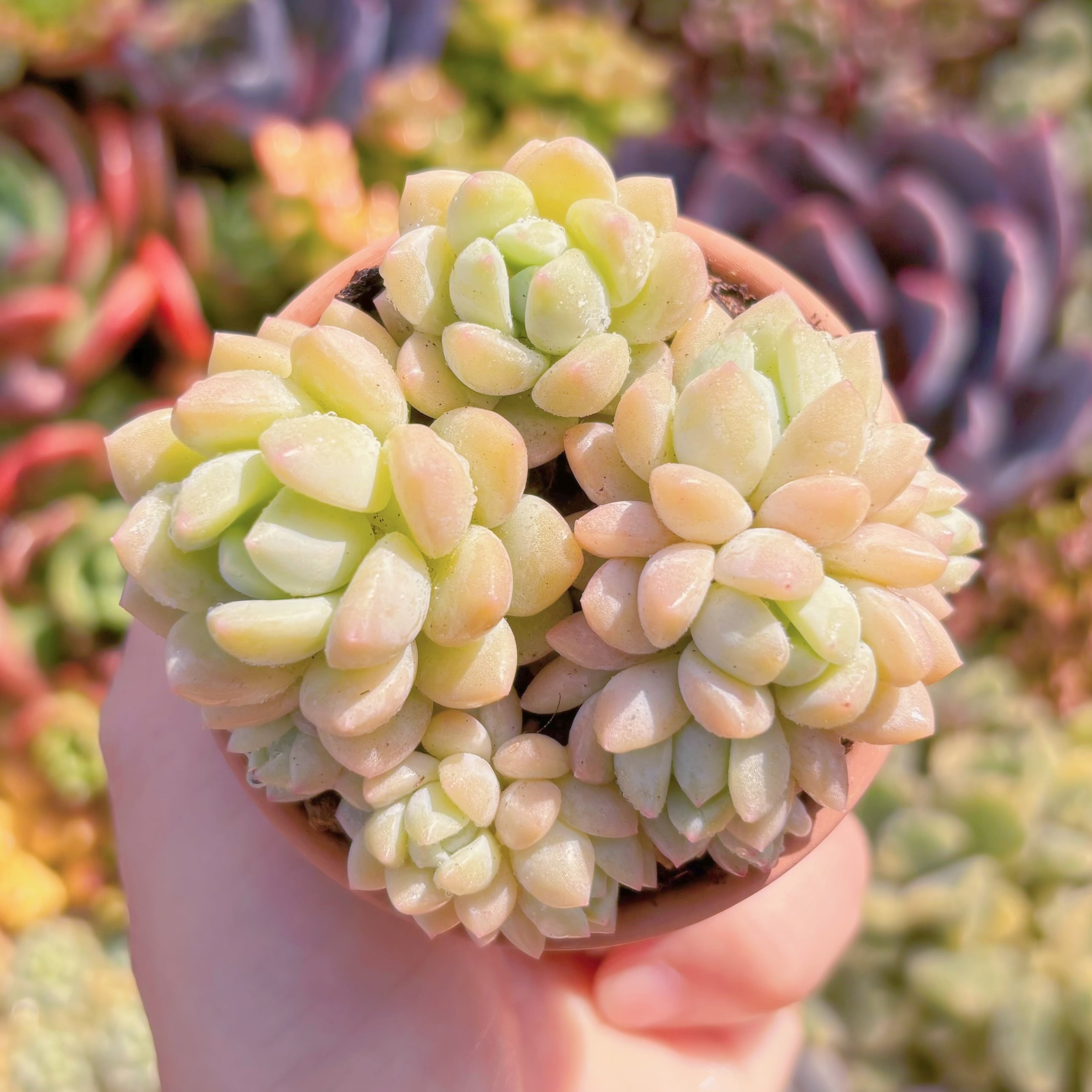 多肉植物　玉環　新入荷　るる農園