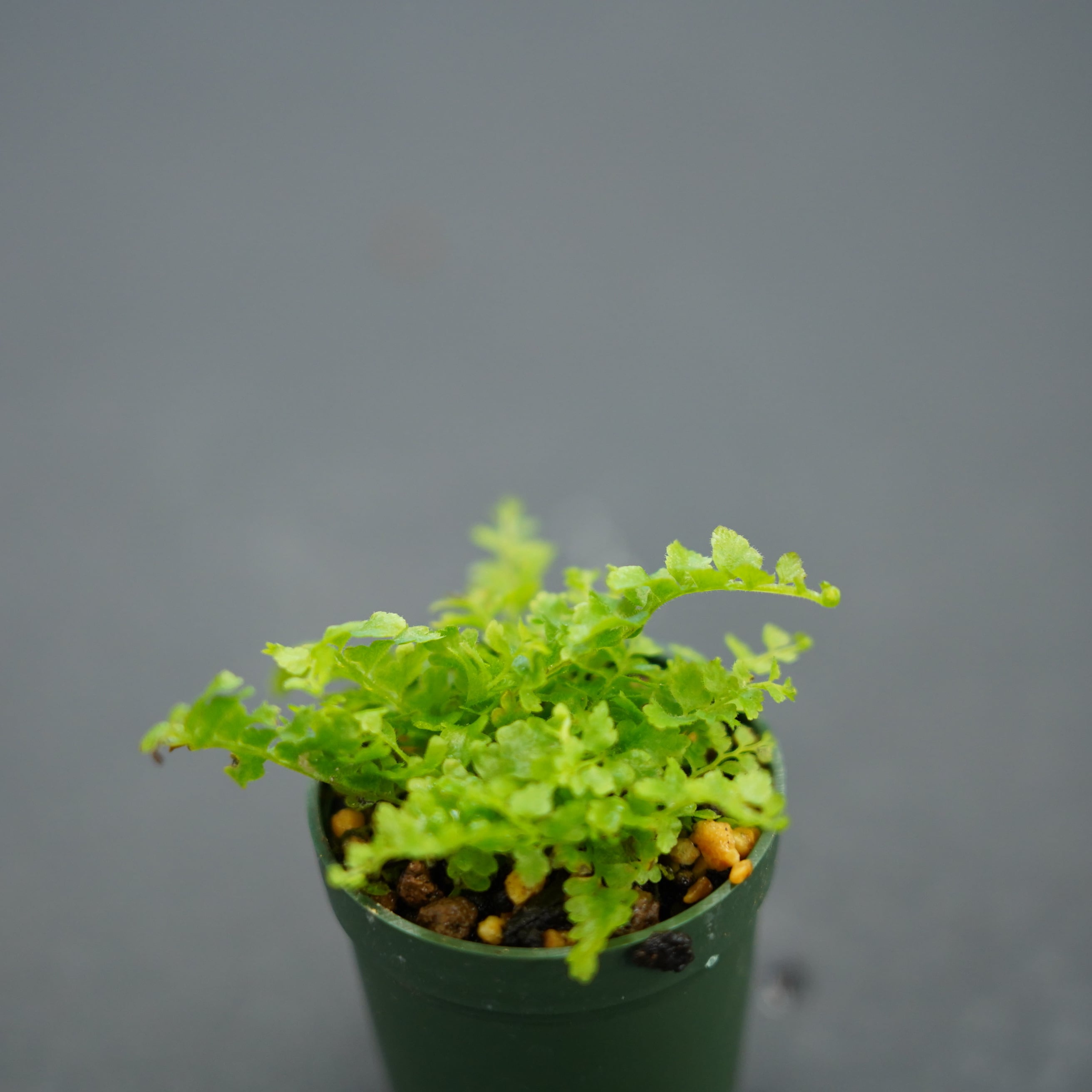 シダ植物 高さ約1.5メートル ネフロレピス ”コーディタス”（シダ植物） 苔テラリウム作製用素材