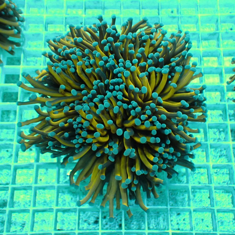 ハナサンゴ / Torch | HOUSE REEF(ハウスリーフ)サンゴ・海水魚・海藻