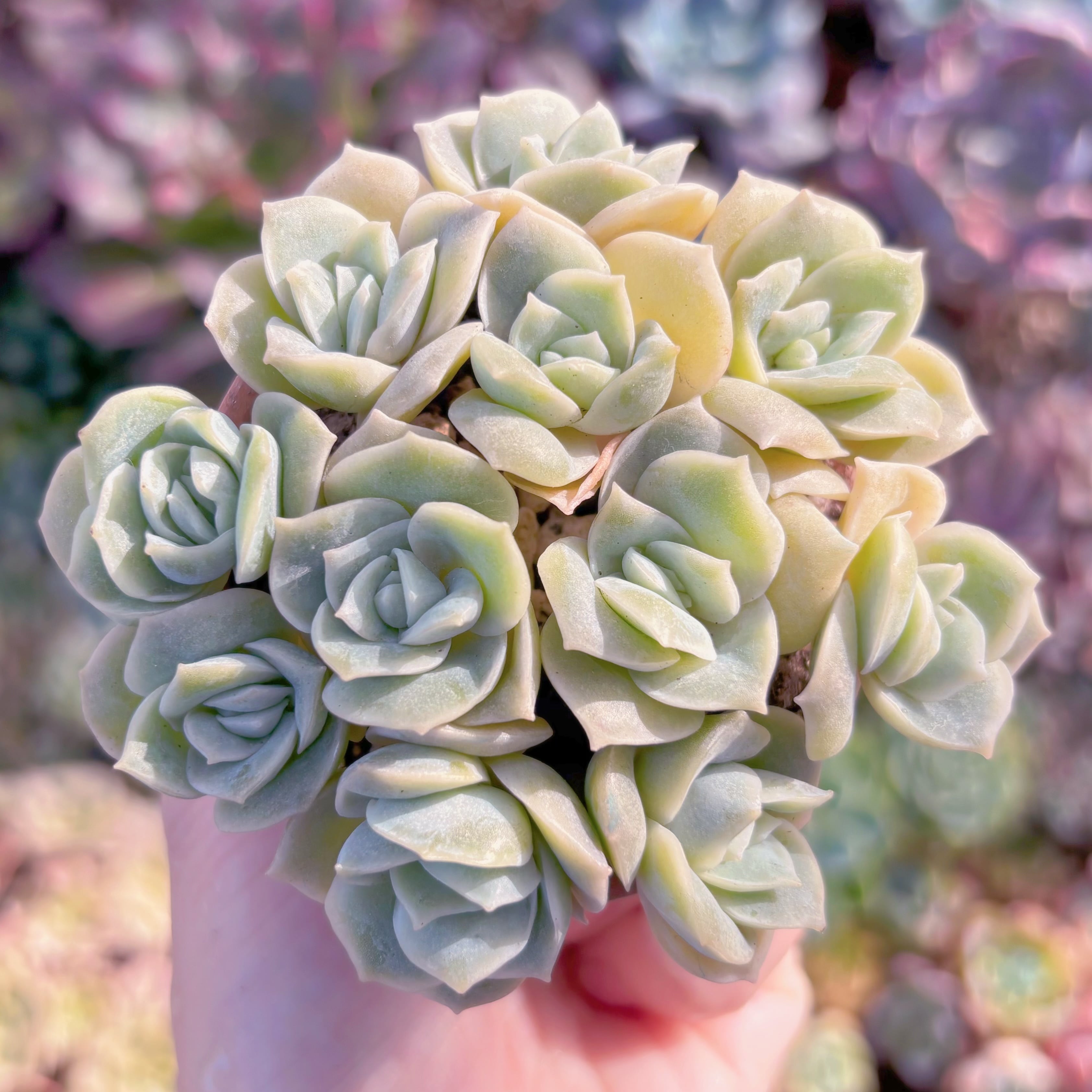 MEZCALERO seeds Agave OTEROI(2025年1月中旬撮影) | Pay ID