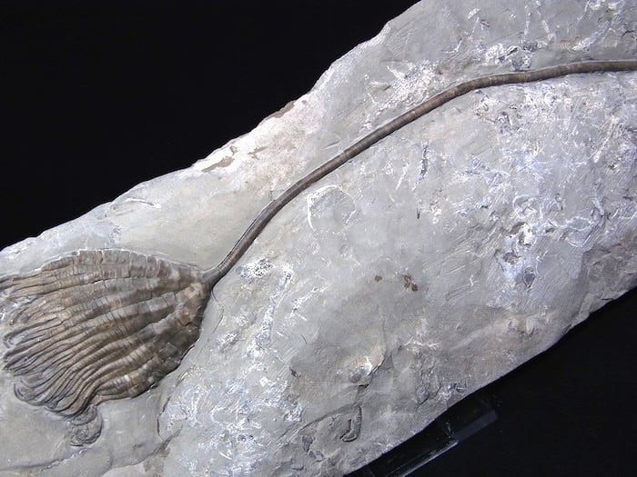 化石 】ウミユリ化石 巨大 Crinoid Icthtyocrinus 28cm NY産 世界最高 