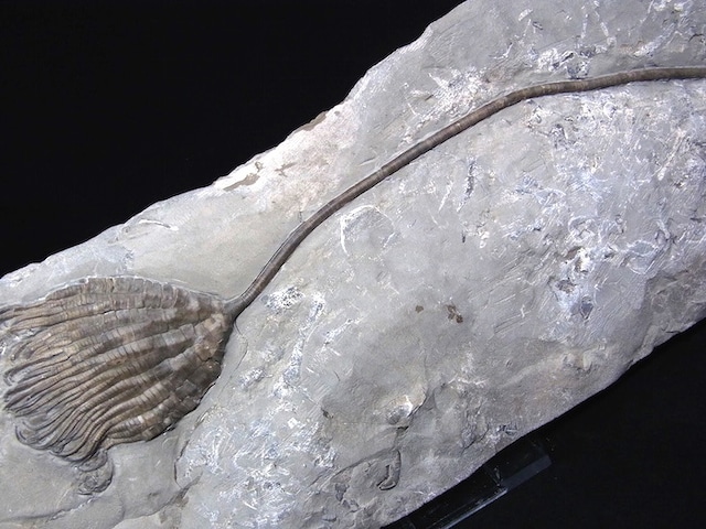 【 化石 】ウミユリ化石 巨大 Crinoid Icthtyocrinus 28cm NY産 世界最高レベル標本
