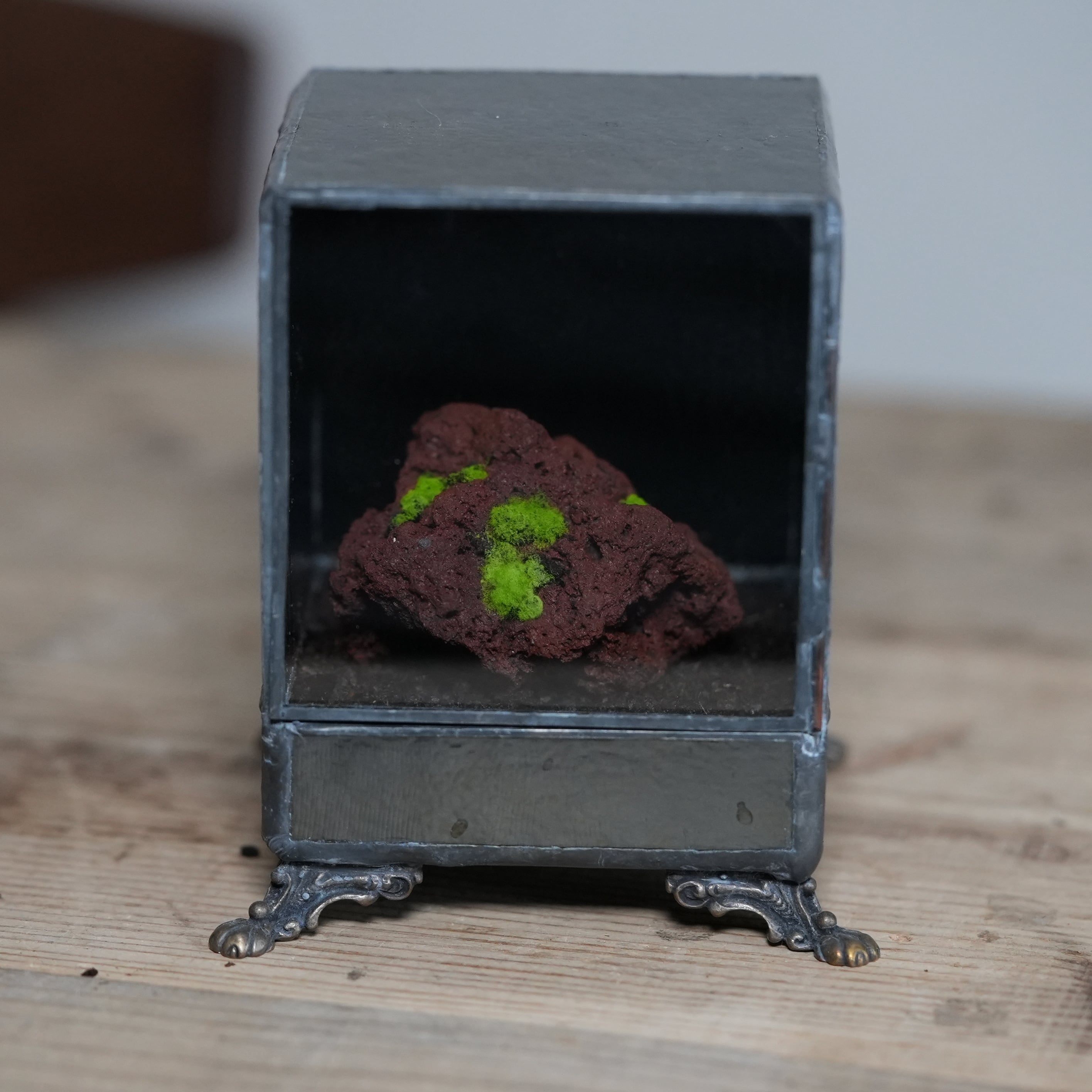 【数量限定】ヒカリゴケのための暗室容器とヒカリゴケ着生石 #B