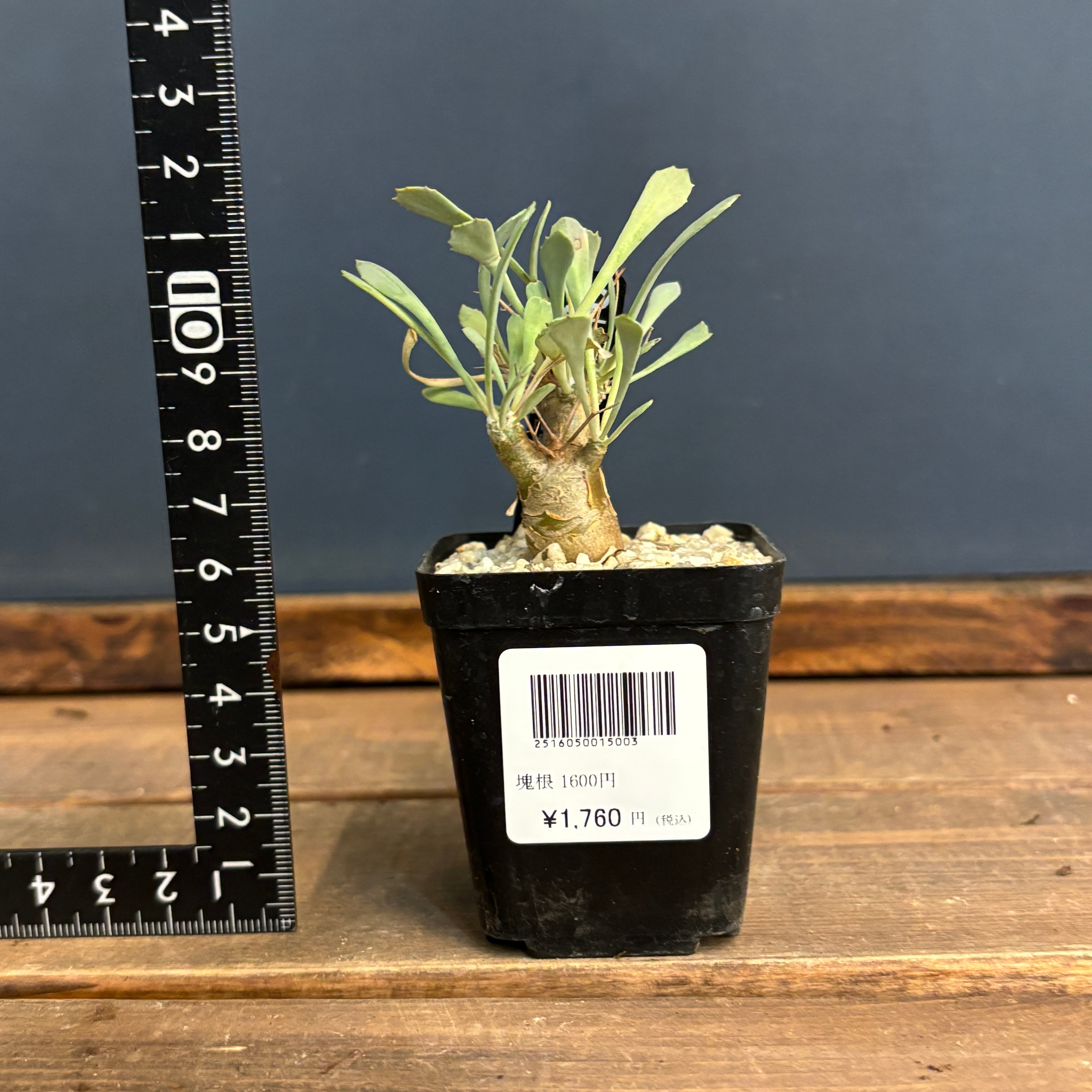 オトンナ ユーフォルビオイデス【1086】 | PROTOLEAF プロトリーフ