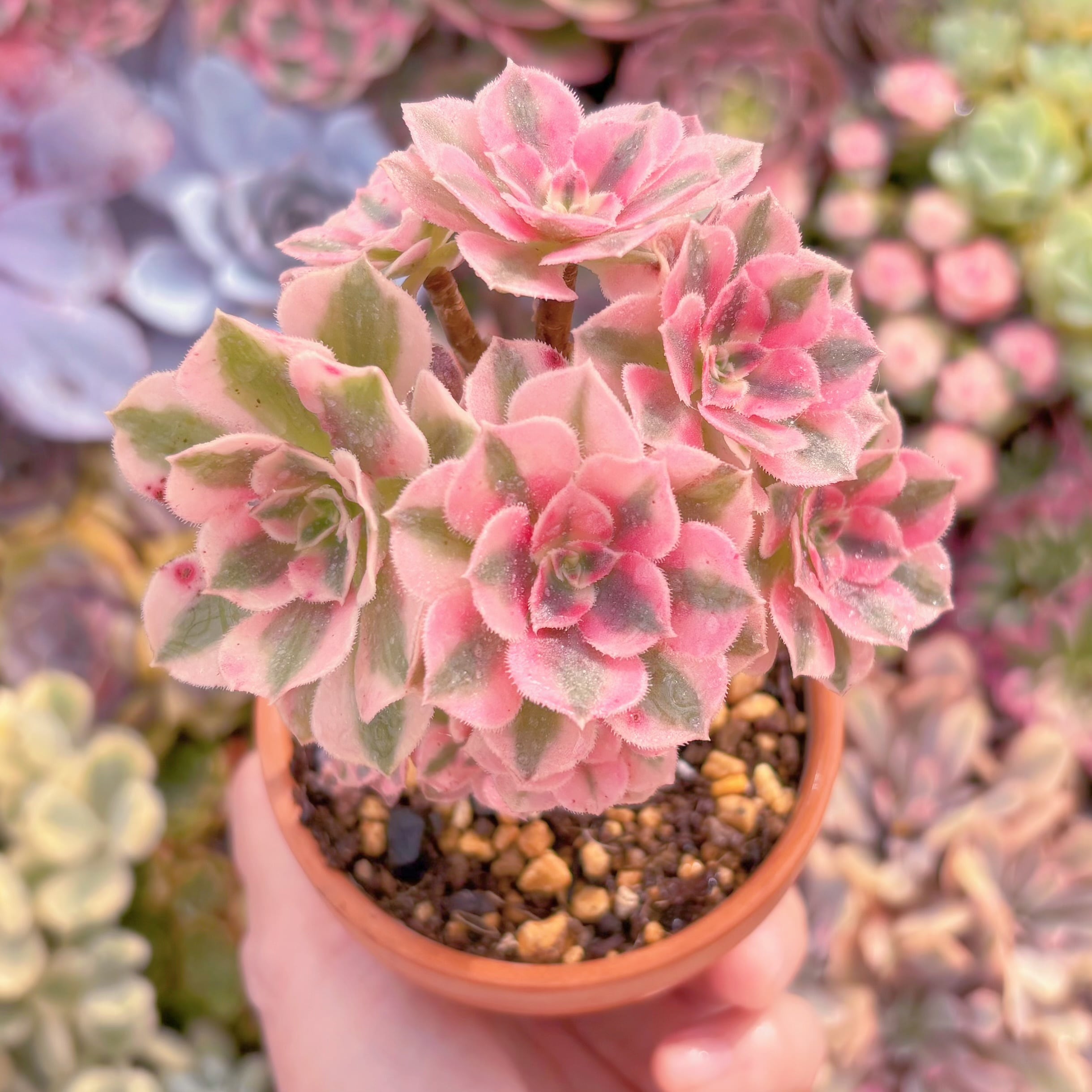 現品　アフラダイティ#B52　群生　るる農園