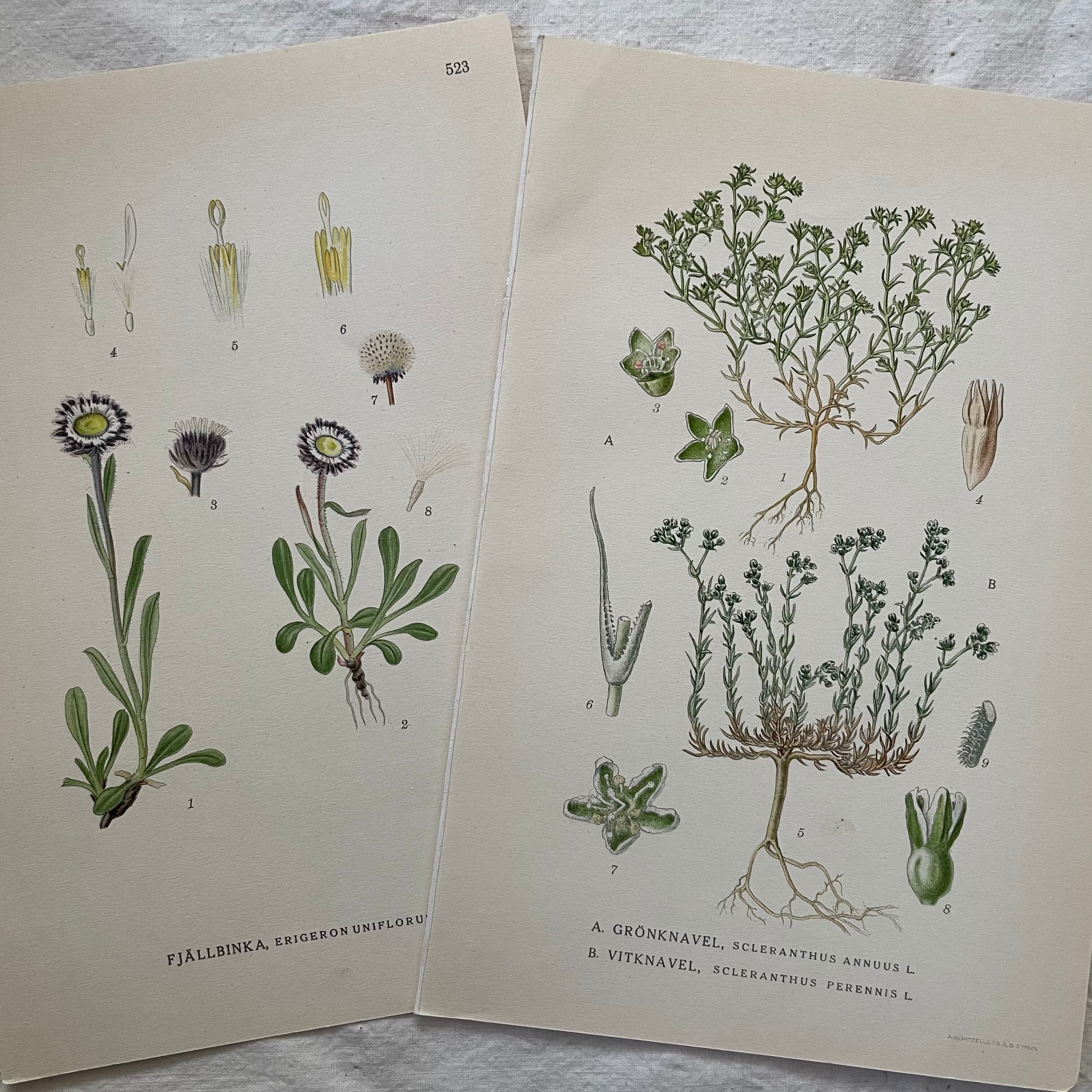 植物の紙セット22