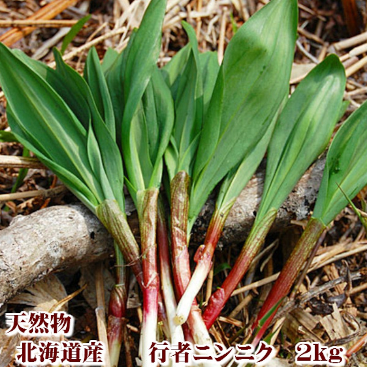 山菜 行者にんにく 北海道 富良野産 天然物 行者にんにく 2kg 