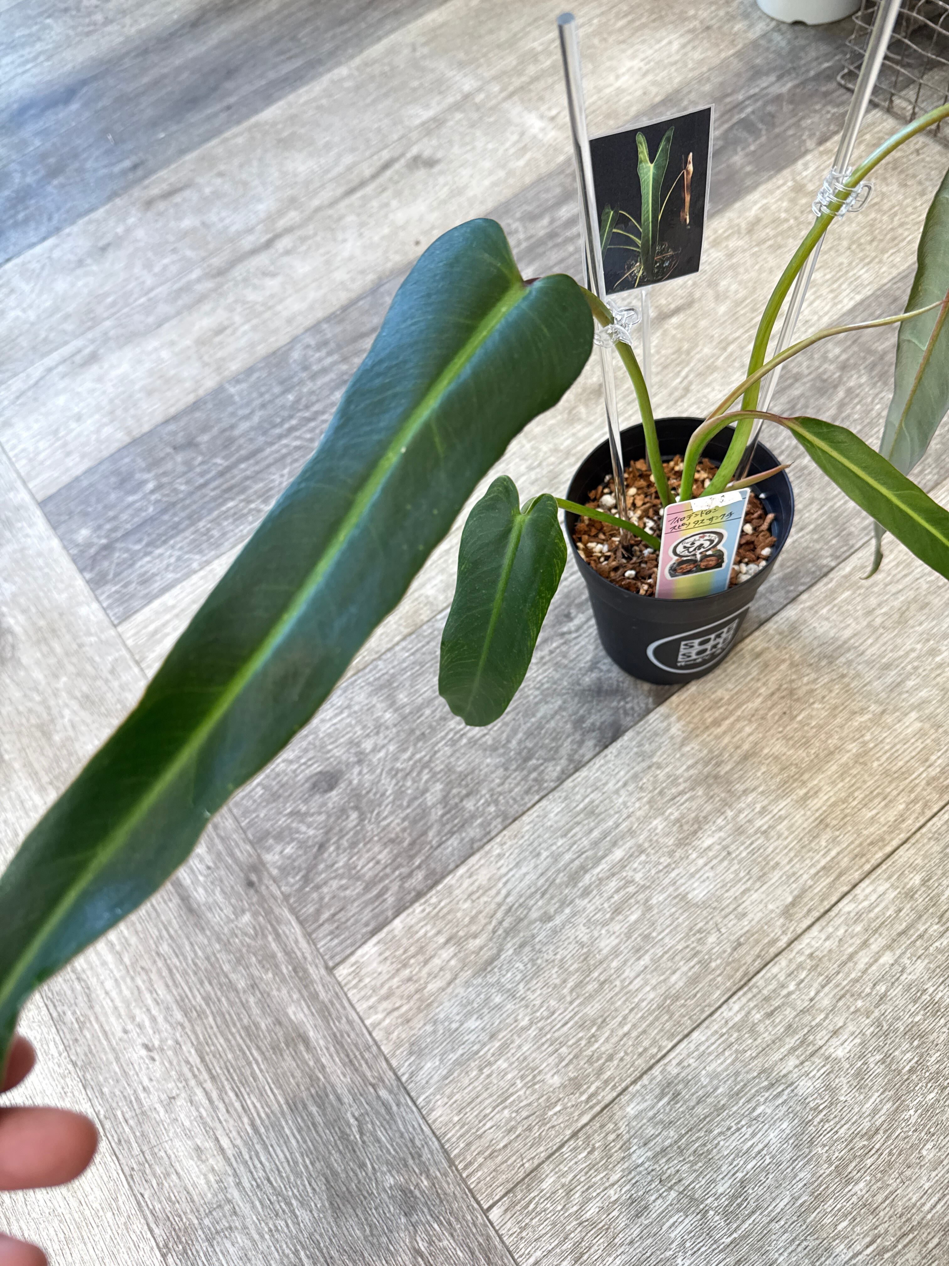 フィロデンドロン スピリタスサンクチ | Gardenえん 【観葉熱帯植物】