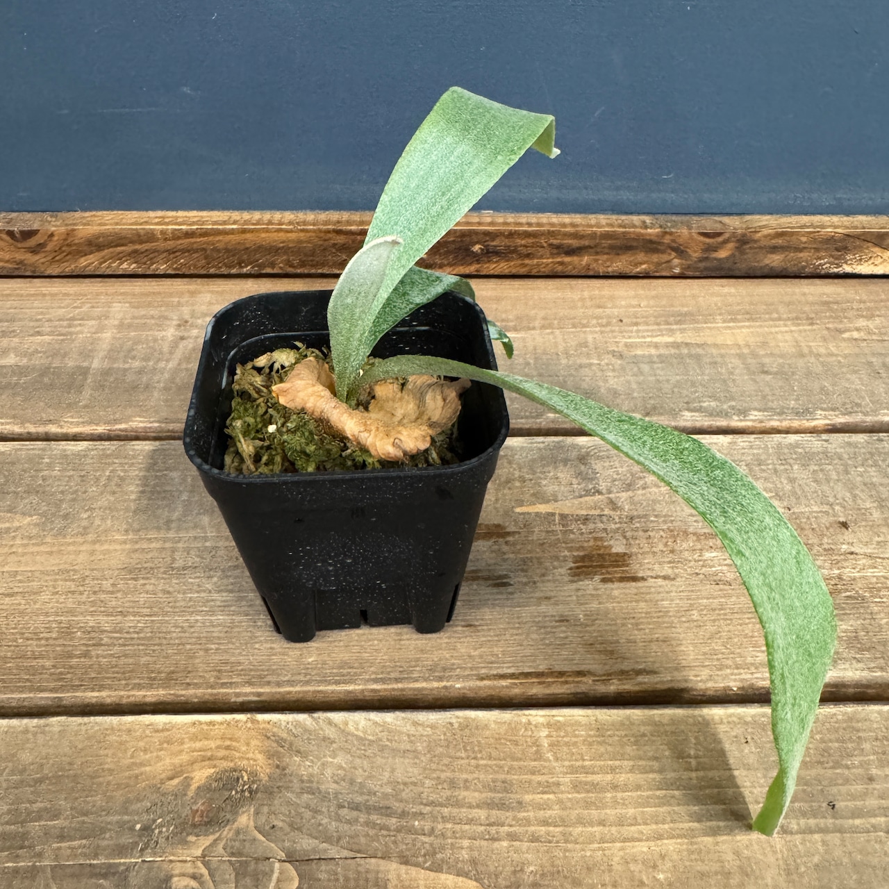 ビカクシダ Bifurcatum white【384】