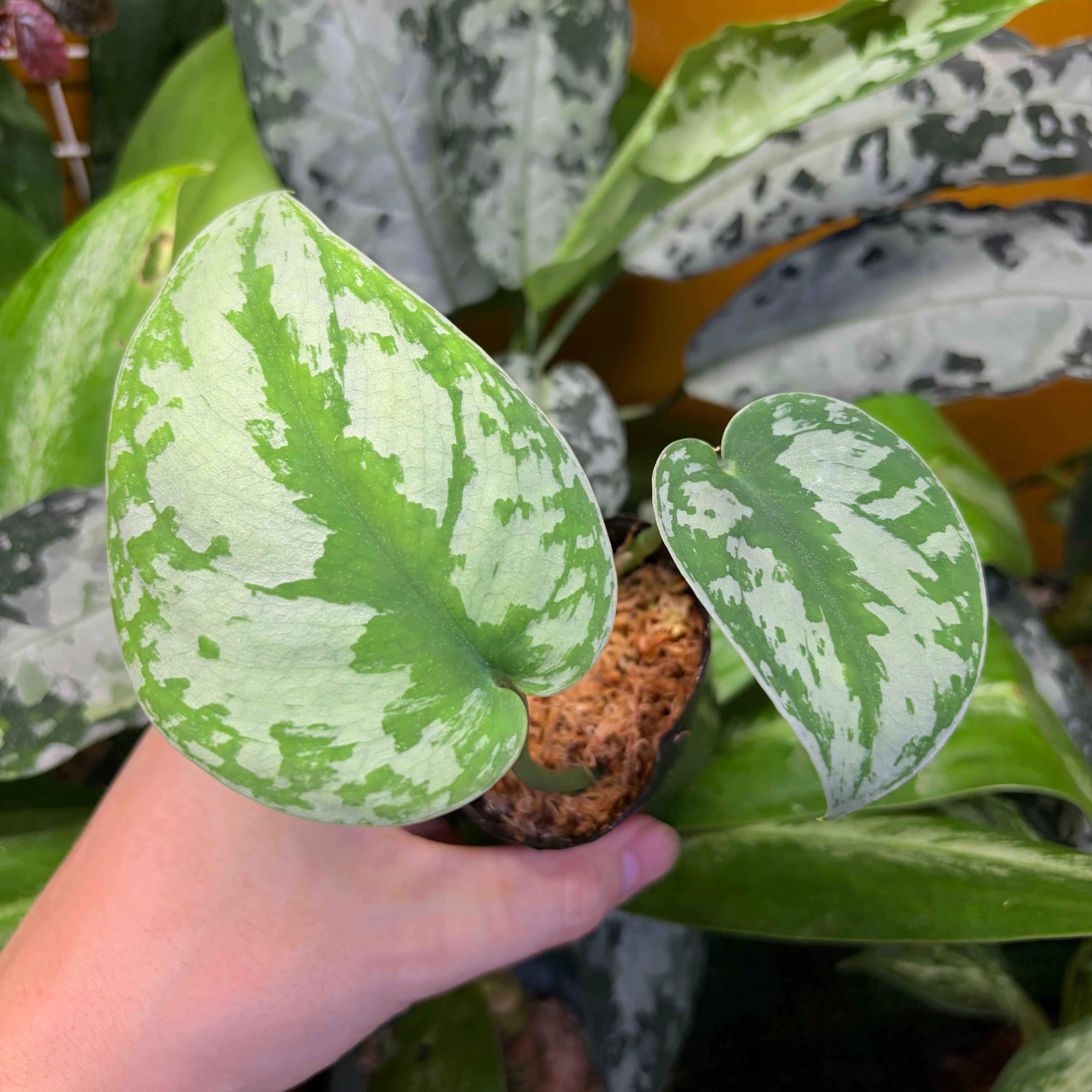 Bucephalandra cf. filiformis Sanggau Kalimantan Barat【ZOE0226-17i