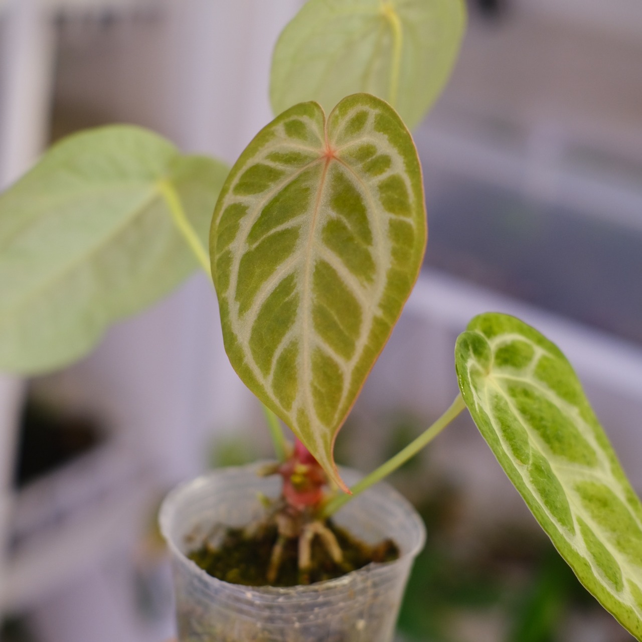 Red Crystallinum × Silver Blush / アンスリウム・レッド クリスタリナム × シルバーブッシュ⑦