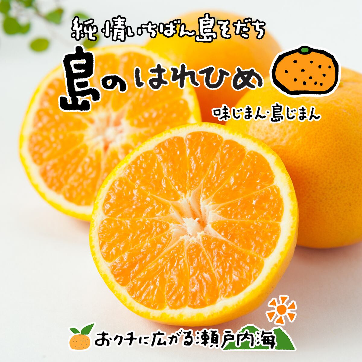 希望の島　大玉　中島産　はれひめ　3kg　みかんの楽園　贈答用　愛媛　希望の島