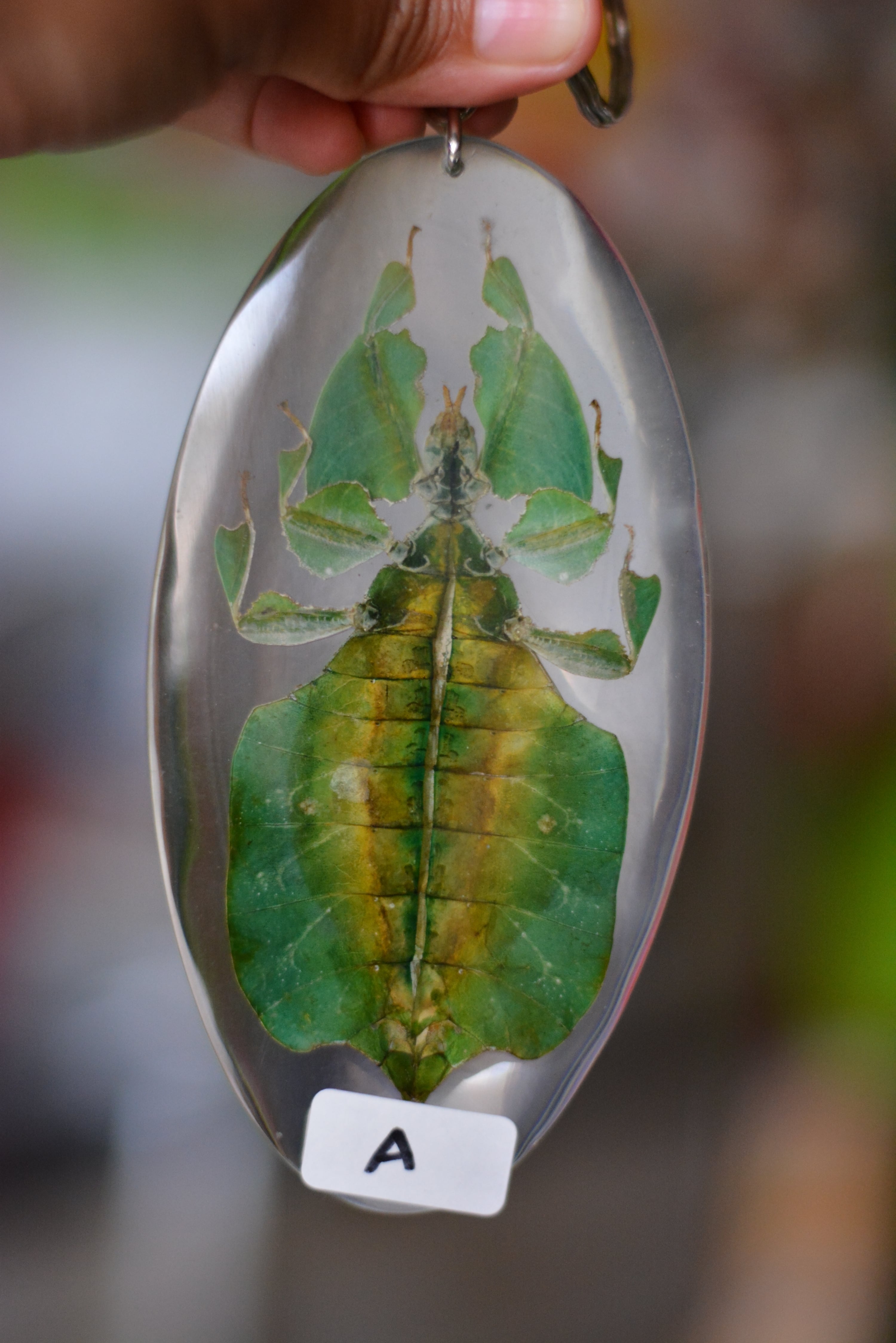 コノハムシ キーホルダー | Pay ID