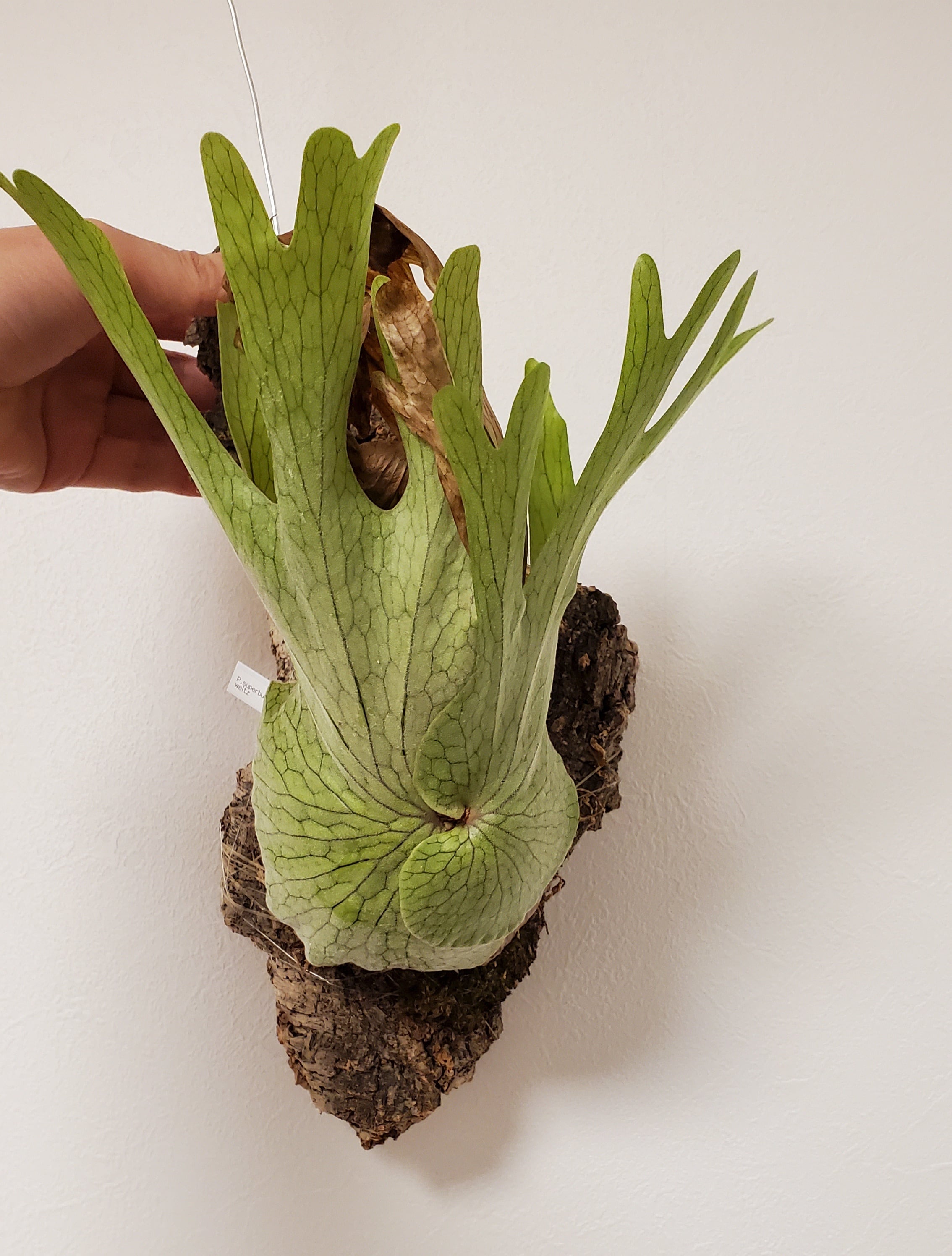 P.Superbum cv.Weitz 【artPLANTs】ビカクシダ/Platycerium