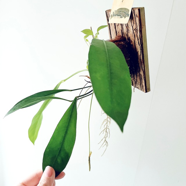 アンスリウム グラシレ 苔玉 板付 観葉植物 calm cafe