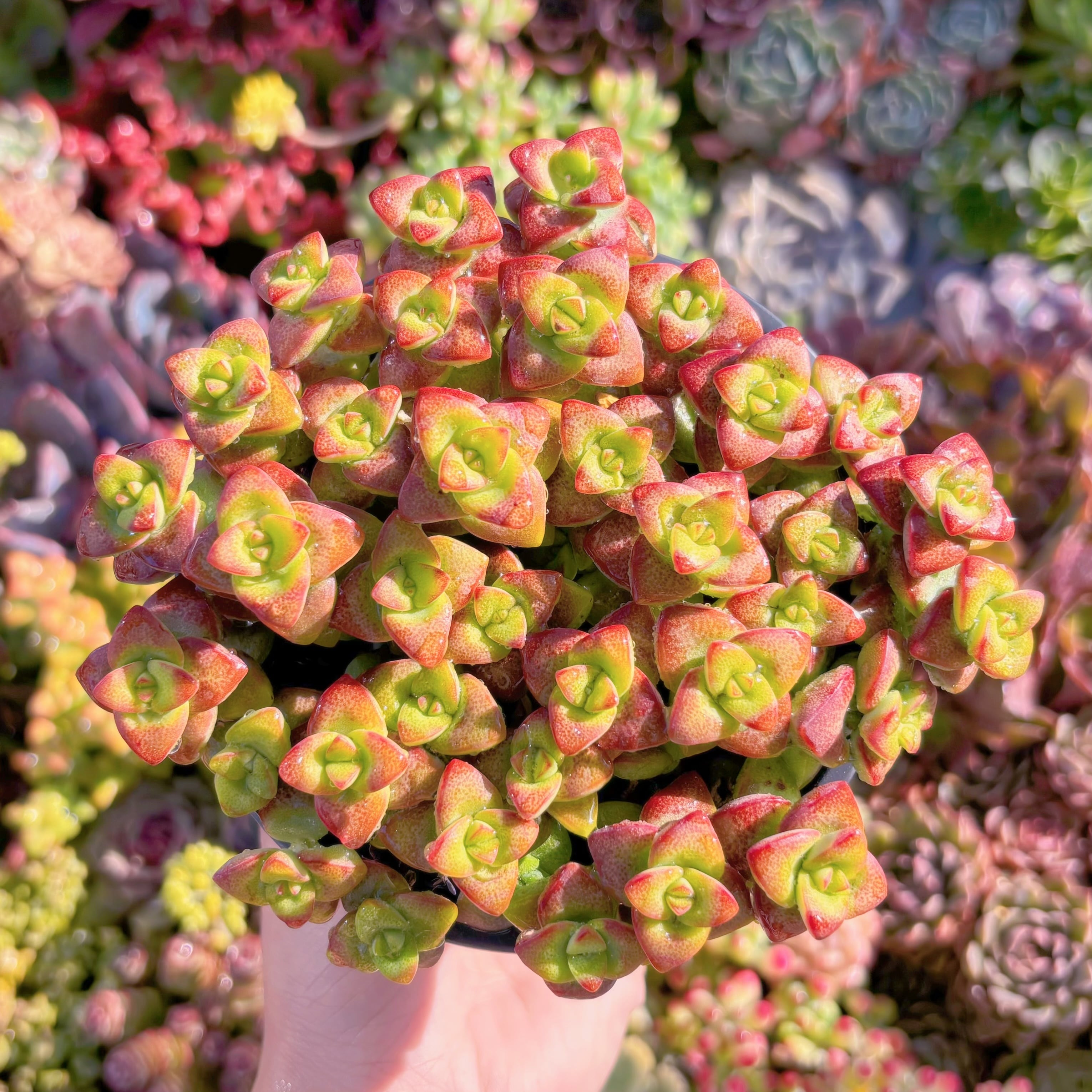 多肉植物　ラブハート　鉢のまま発送・根あり　新入荷　るる農園