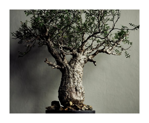 オペルクリカリア パキプス Operculicarya pachypus コレクション株 国内8年管理