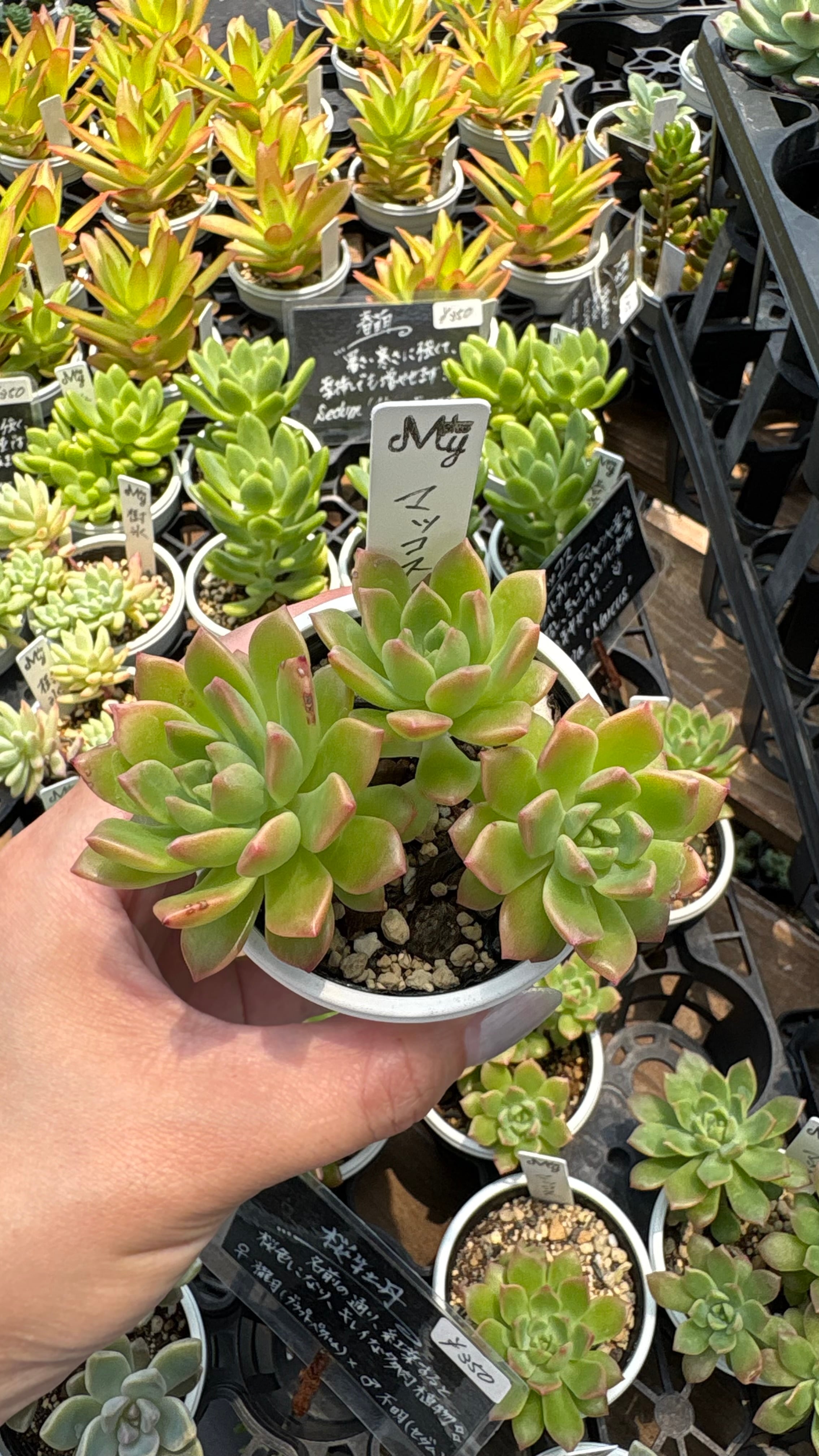 マッコス 多肉植物 セデベリア 安心の生産ポットそのまま販売（8個