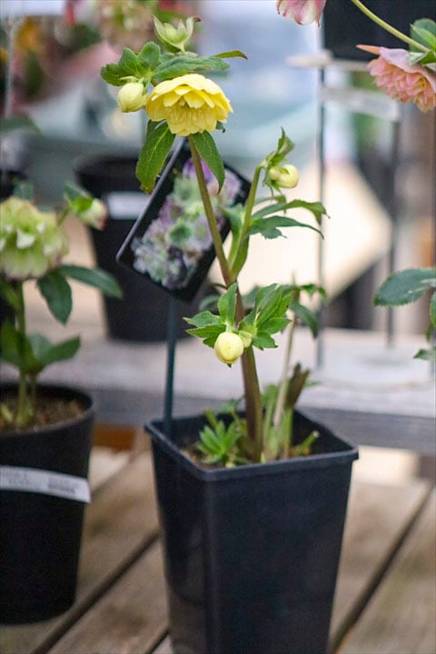 芳香ｸﾘｽﾏｽﾛｰｽﾞ ﾌﾚｸﾞﾗﾝｽﾀﾞﾌﾞﾙ | オニ通