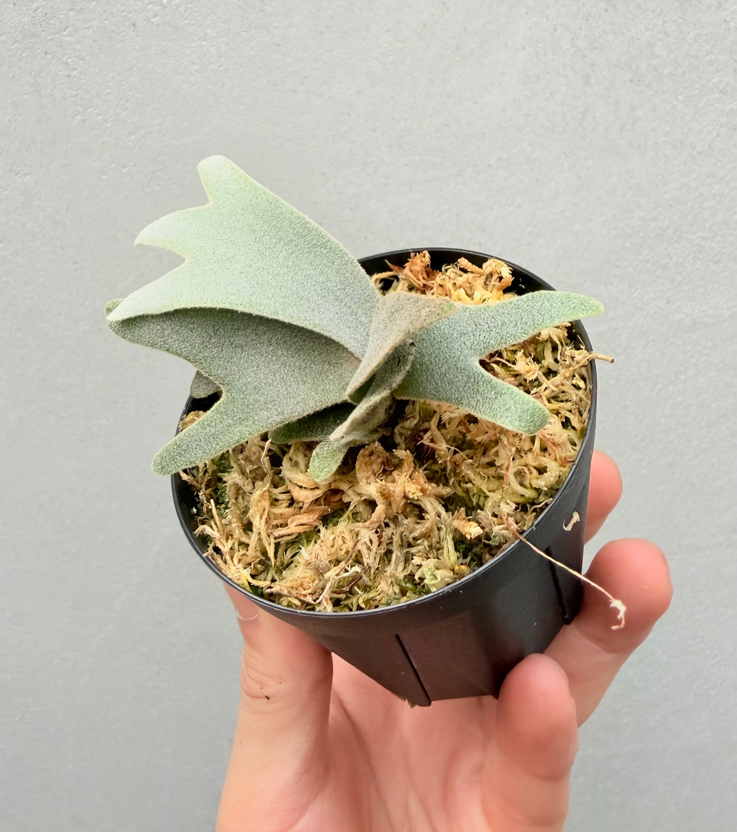c) P. willinckii 'Mew' x P. willinckii 'Snow' ② ビカクシダ