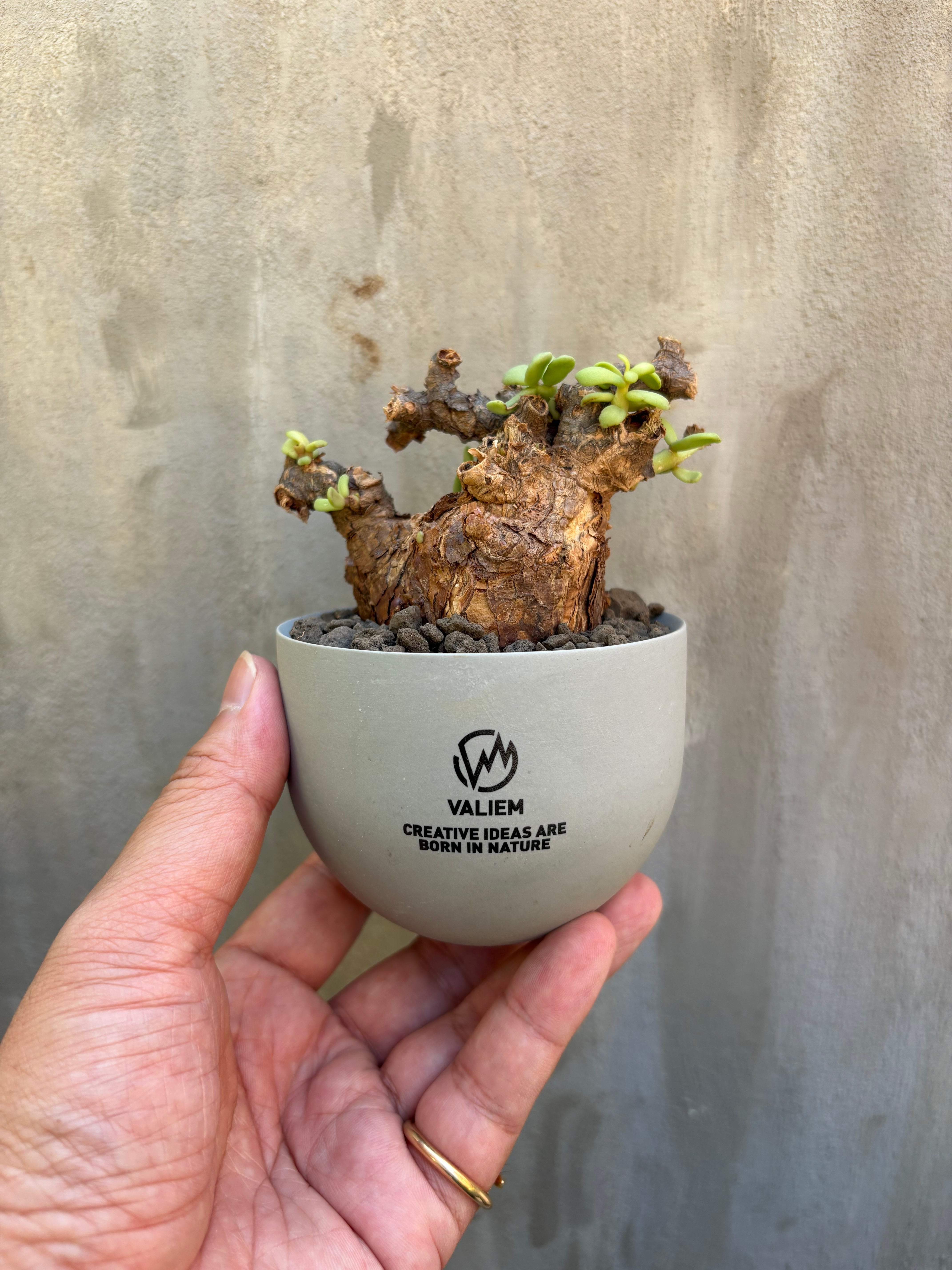 ケラリア ピグマエア 現地球 発根済み × valiem ghost bowl XSサイズ