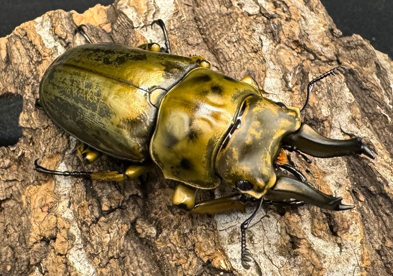 【F0】《ローゼンベルグオウゴンオニ 58.2mm ペア》