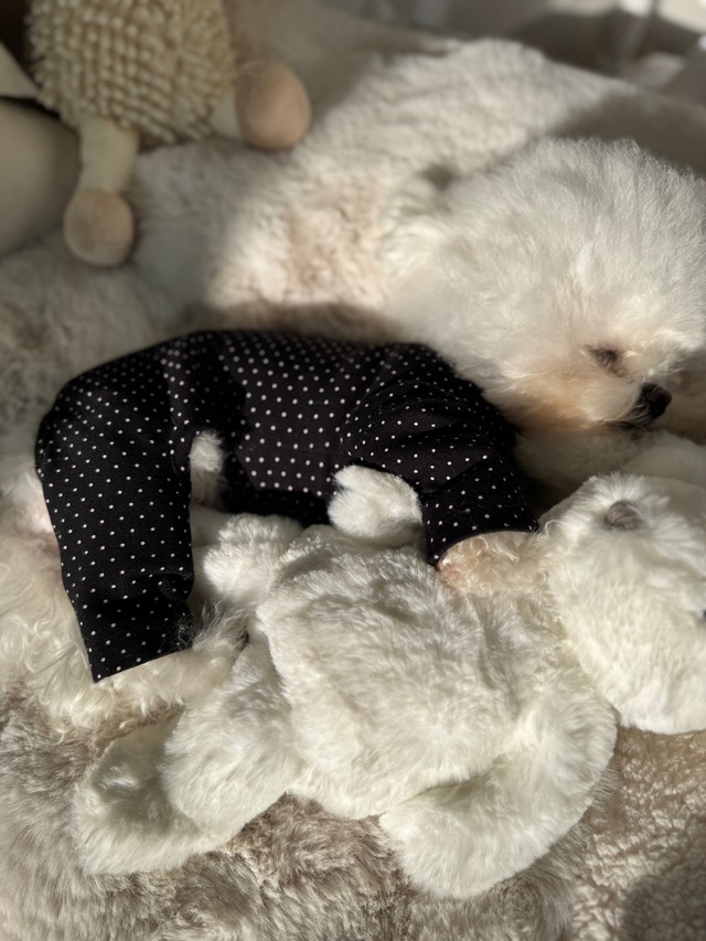 〈予約アイテム〉SICGGU / コットンドット オールインワン