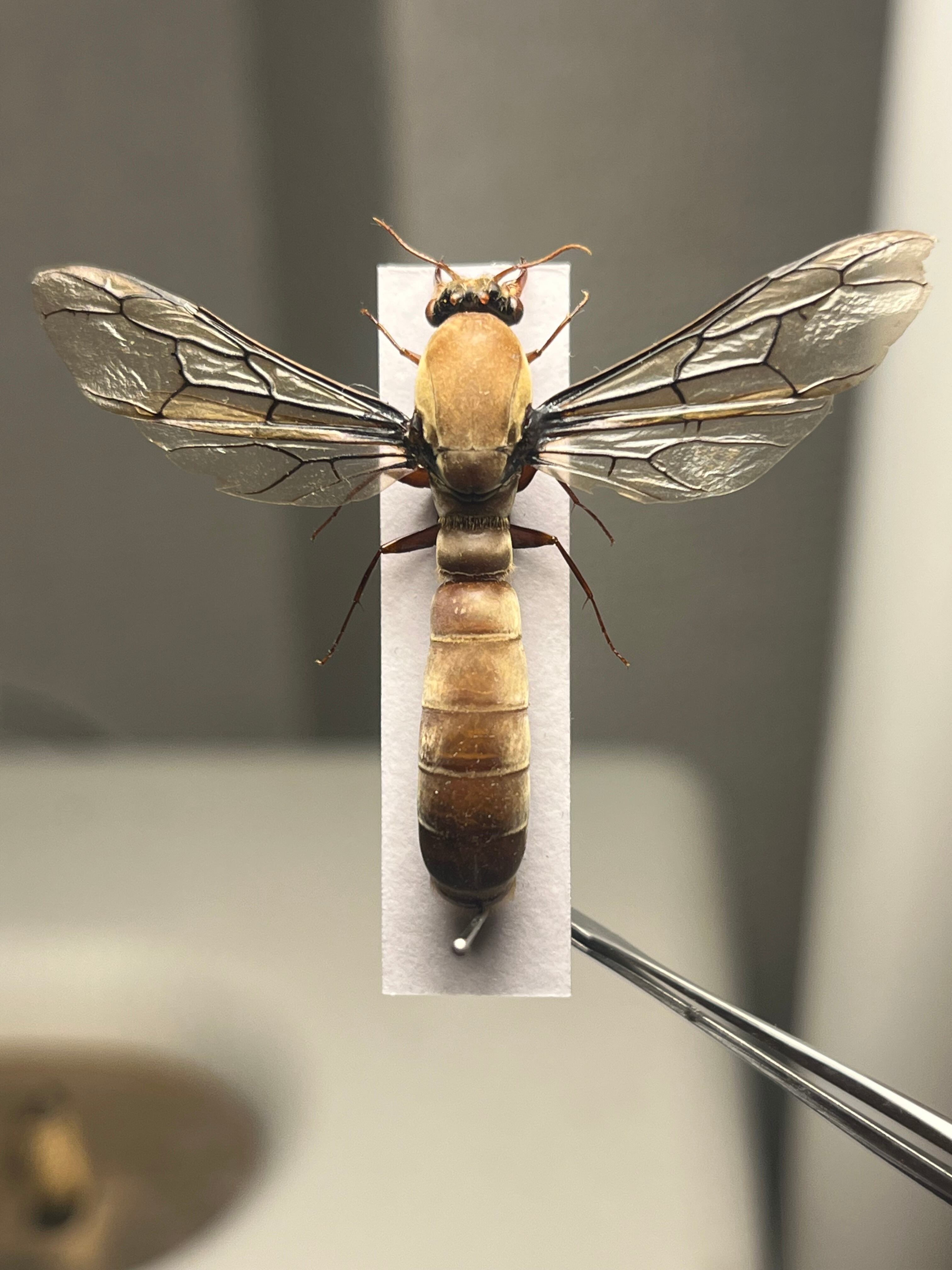開翅標本】サスライアリの一種 ドライバーアリ Dorylus fulvus badius