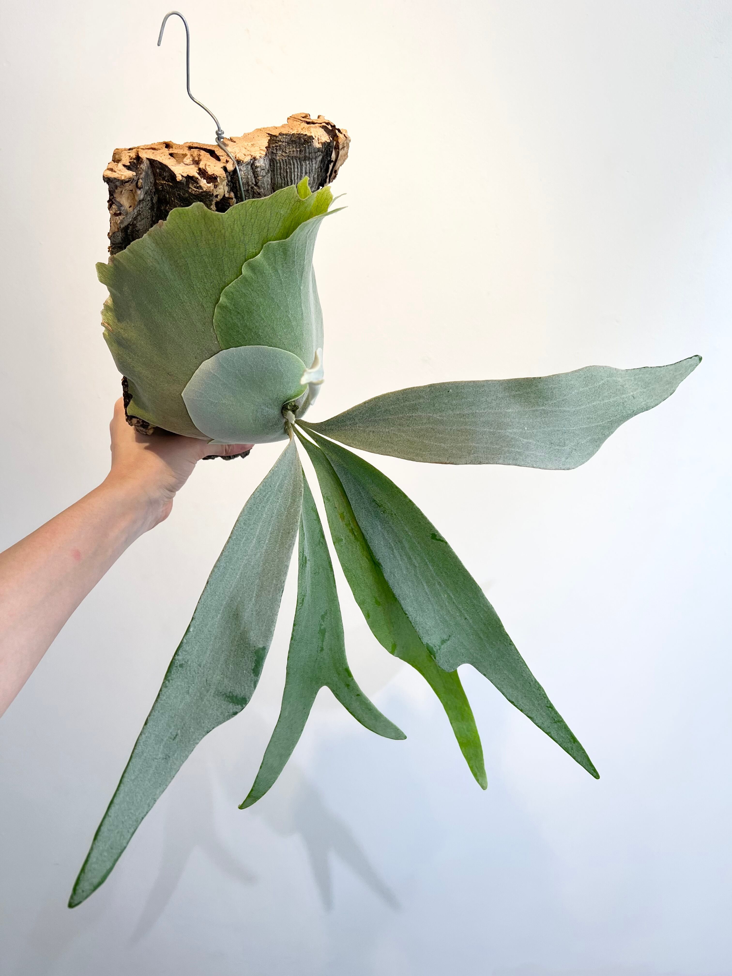 P. mix spore grown ビカクシダ ミックス スポアリング | vandaka plants