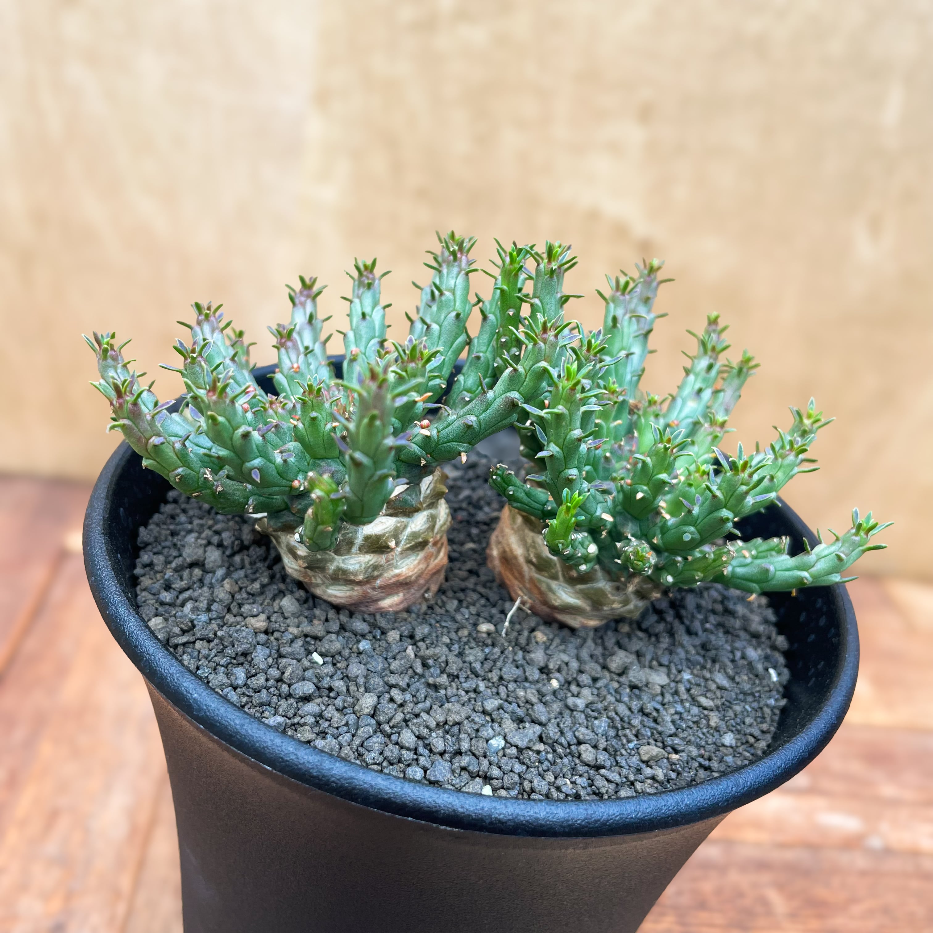 Euphorbia gorgonis 【ユーフォルビア・ゴルゴニス・金輪際】 | RIMO'S