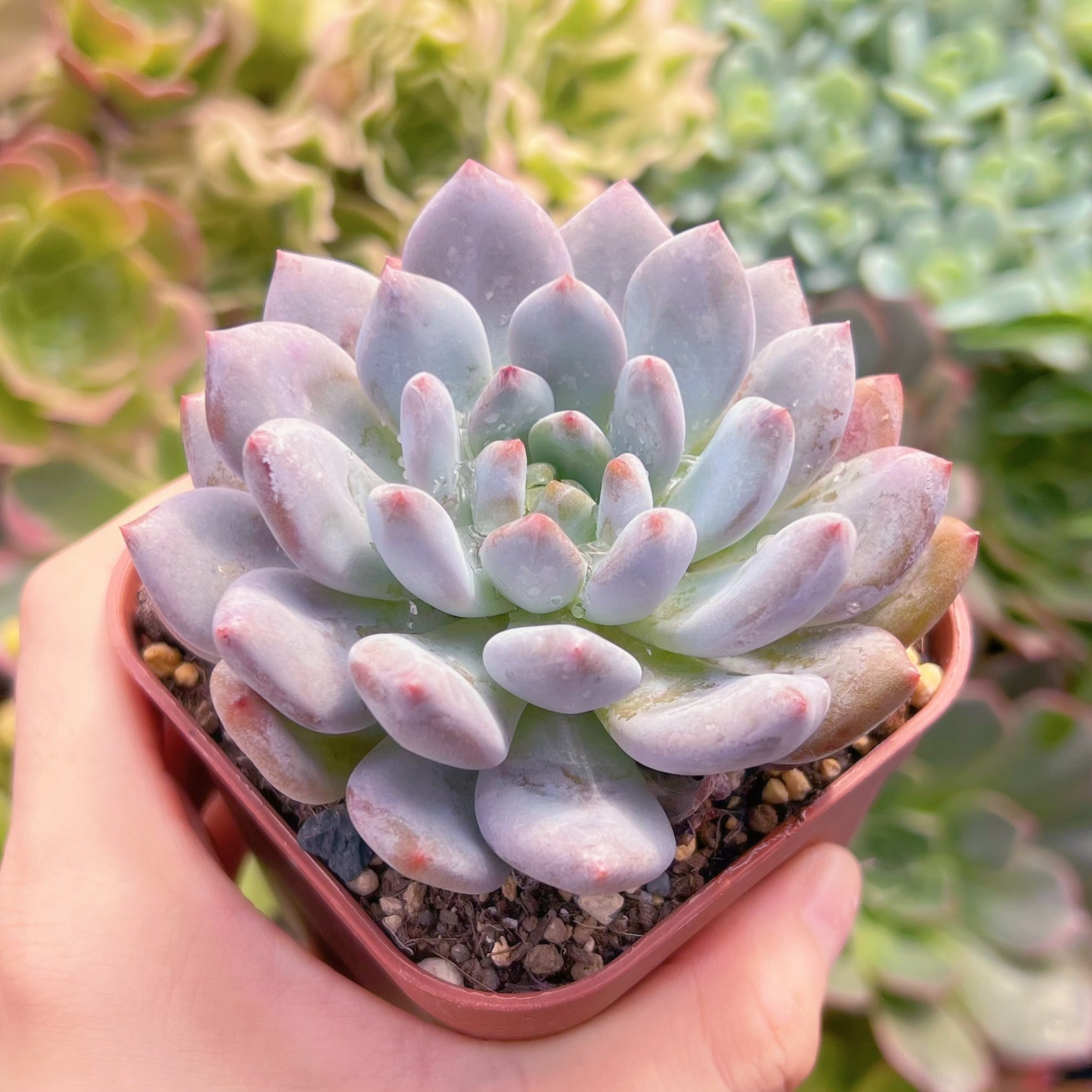 現物　アメジスチヌムxルビン(アイボリーピンク)#692 るる農園