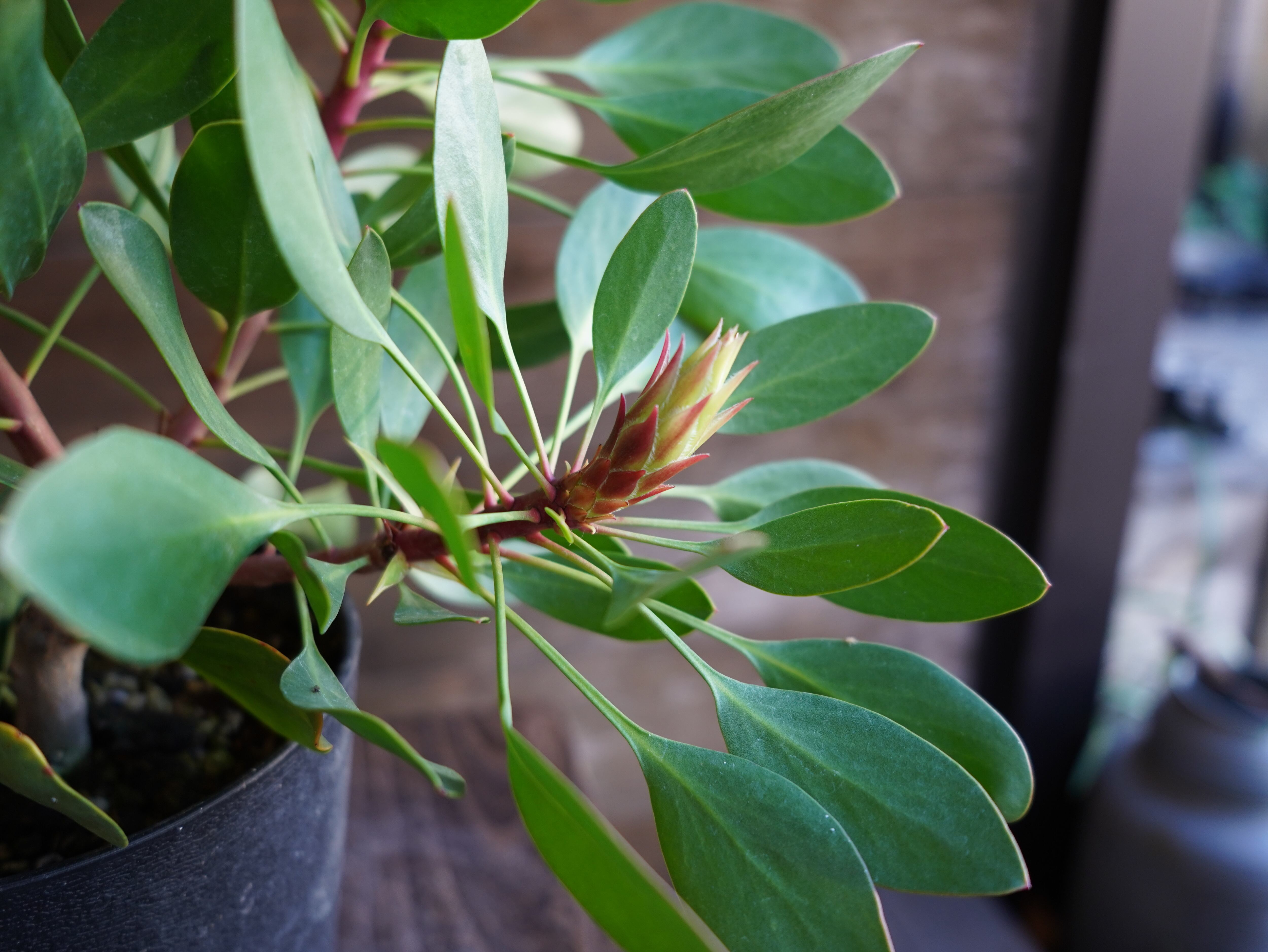 【現物】プロテア　”リトルプリンス”　A