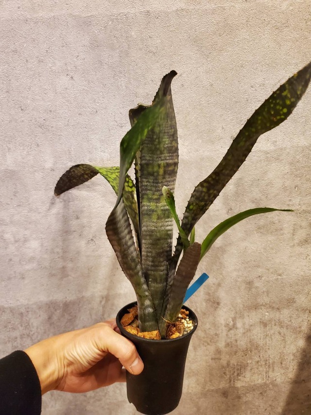 Billbergia Black Pearl【artPLANTs】   ビルベルギア/タンクブロメリア