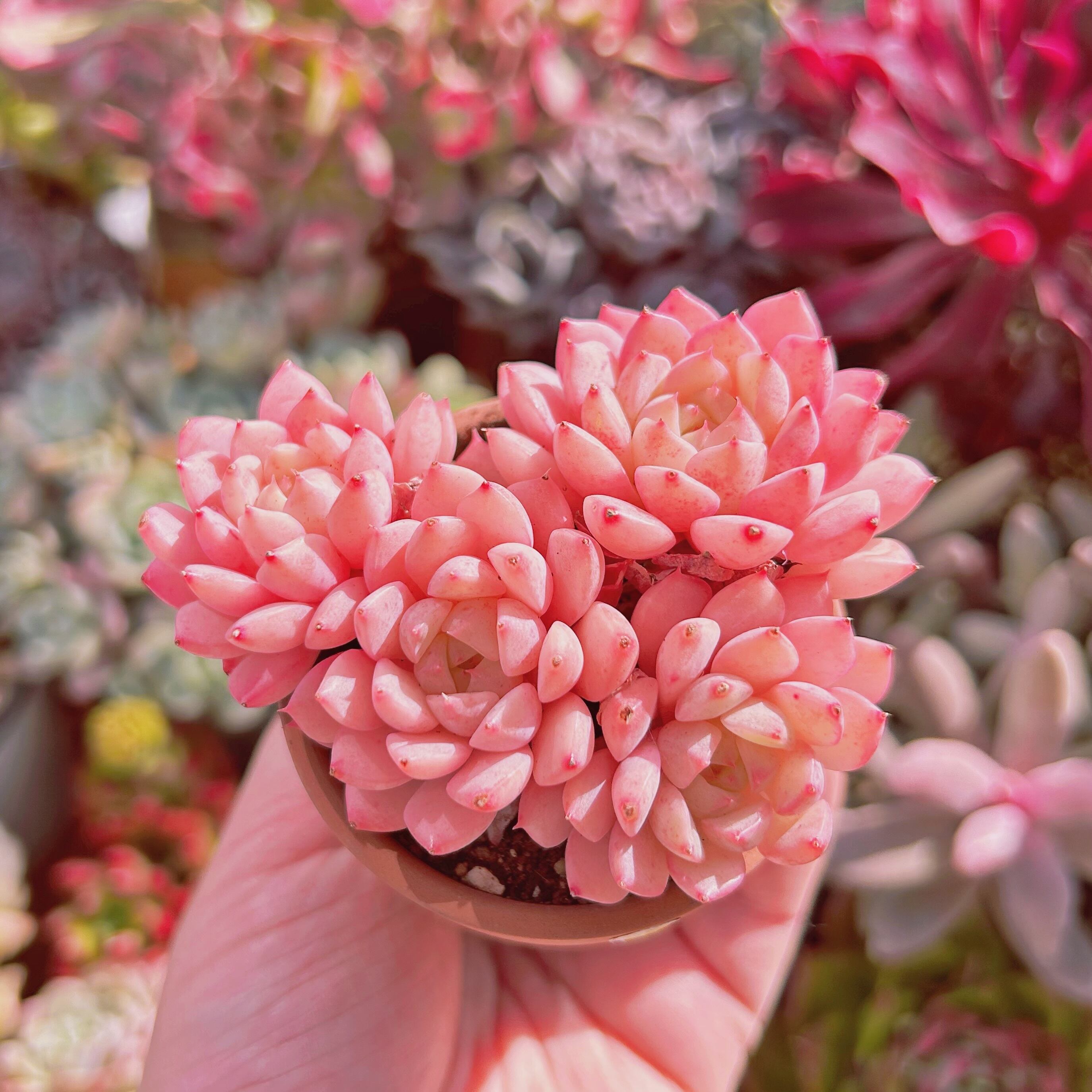 #268現物　多肉植物　マチカ