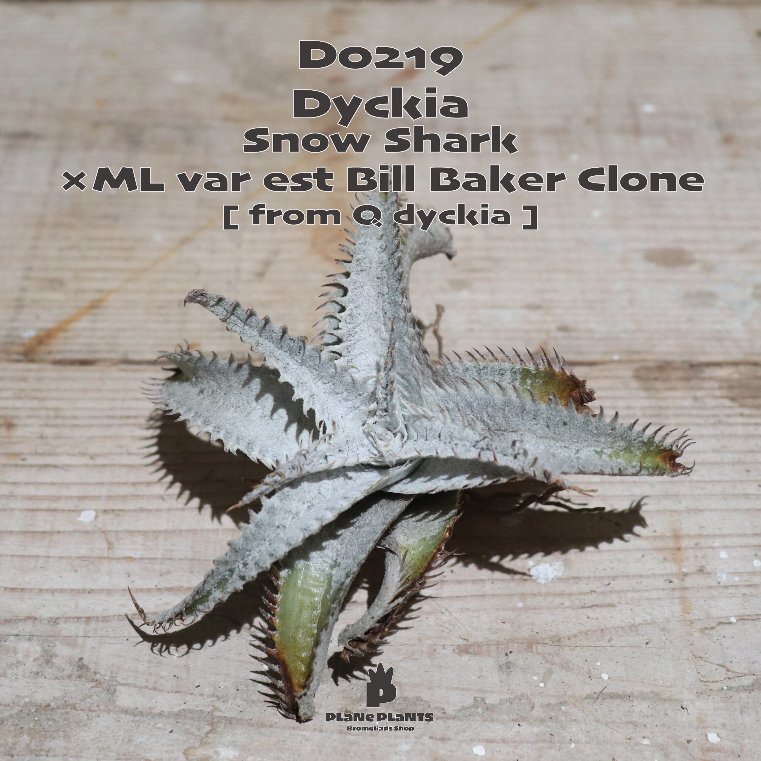 Dyckia ディッキア　  Shark スノーシャーク Q　② Dyckia ディッキア Shark スノーシャーク Q ② Dyckia Snow Shark
