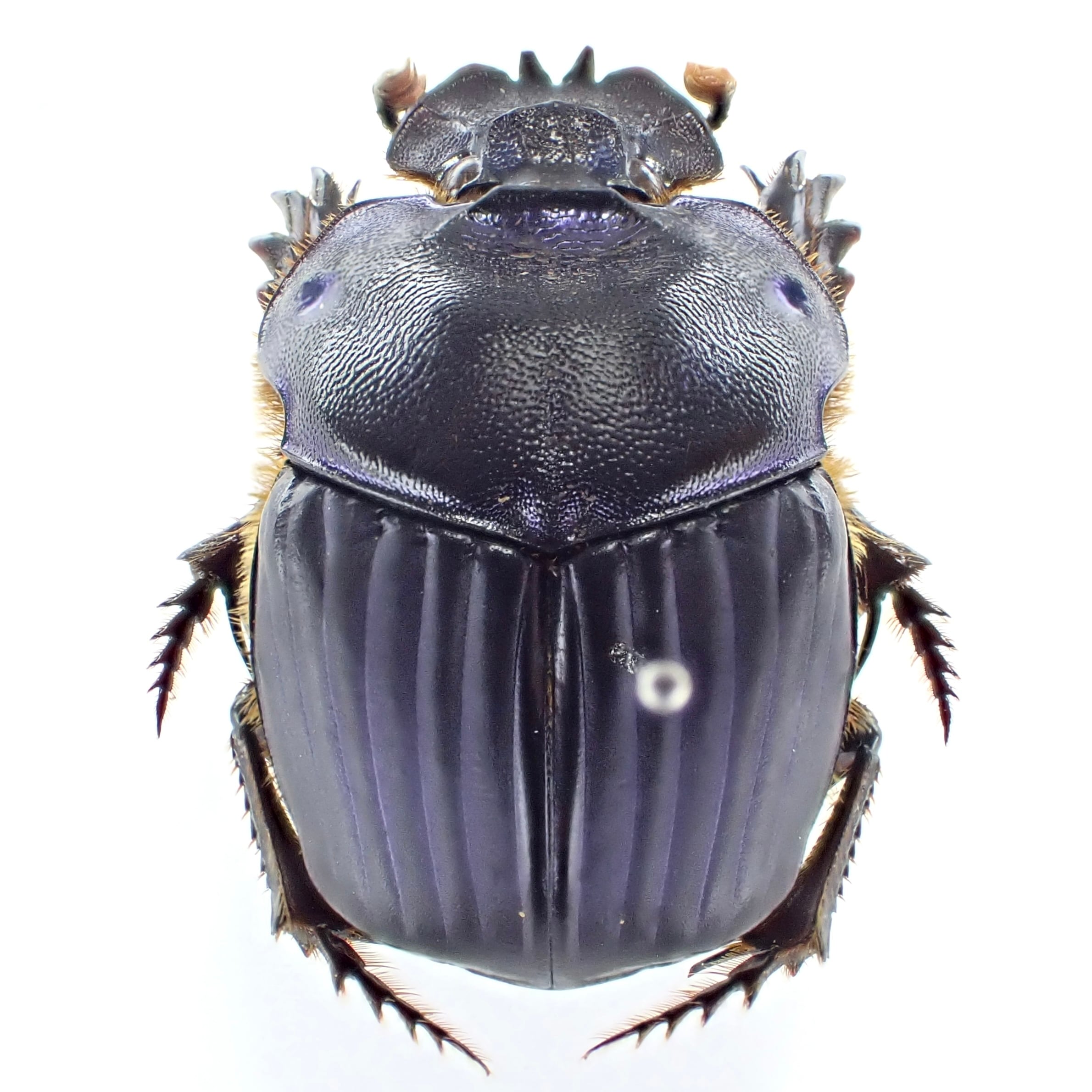 パラグアイ産 Coprophanaeus cyanescens ♂♀ 26mm/24mm | 昆虫標本