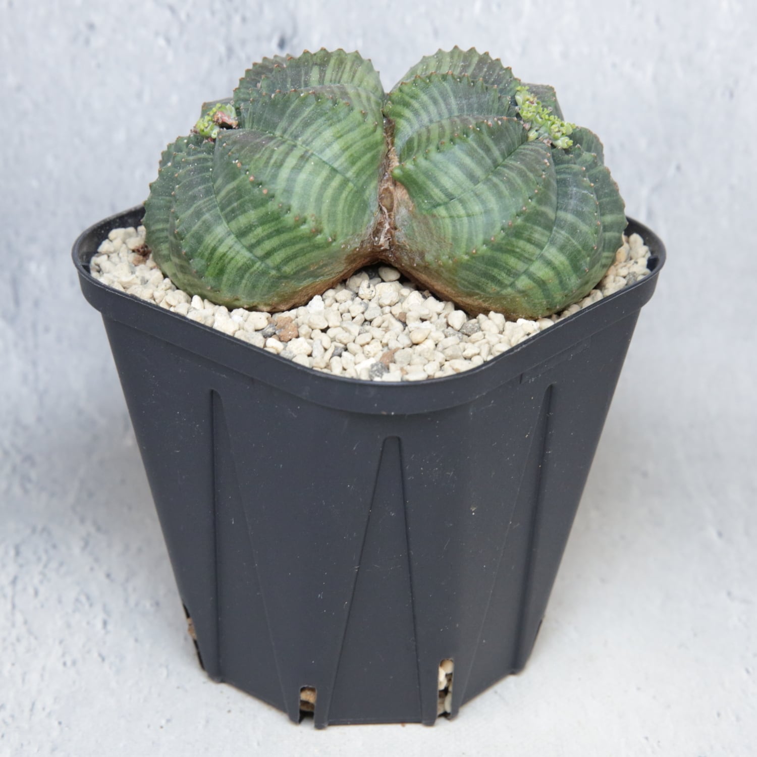 メス株 大株 約9cm ダブルヘッド オベサ / 良形株 木質化