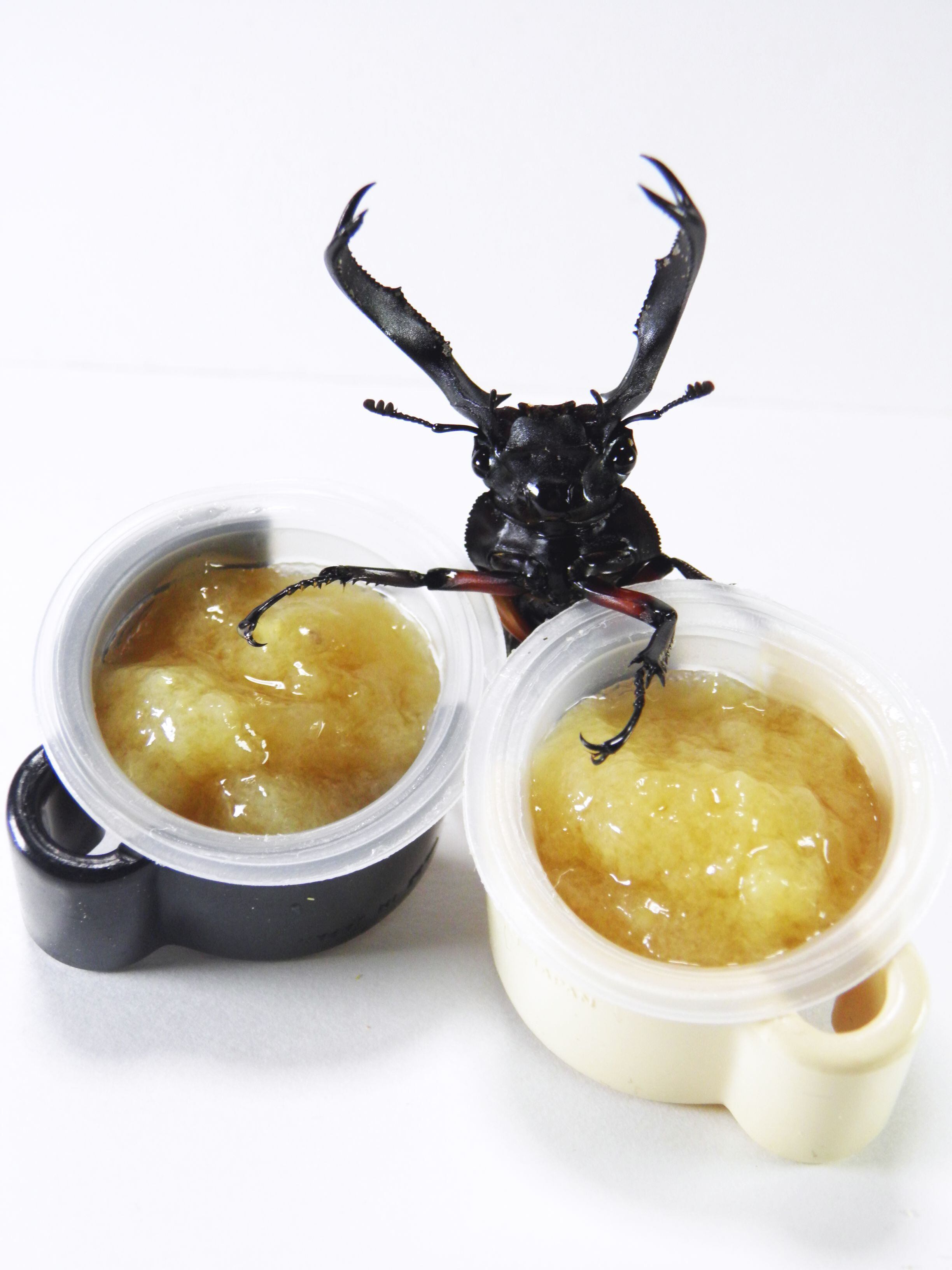 おとめ菌 | おとめの工場 さぷらぼ店