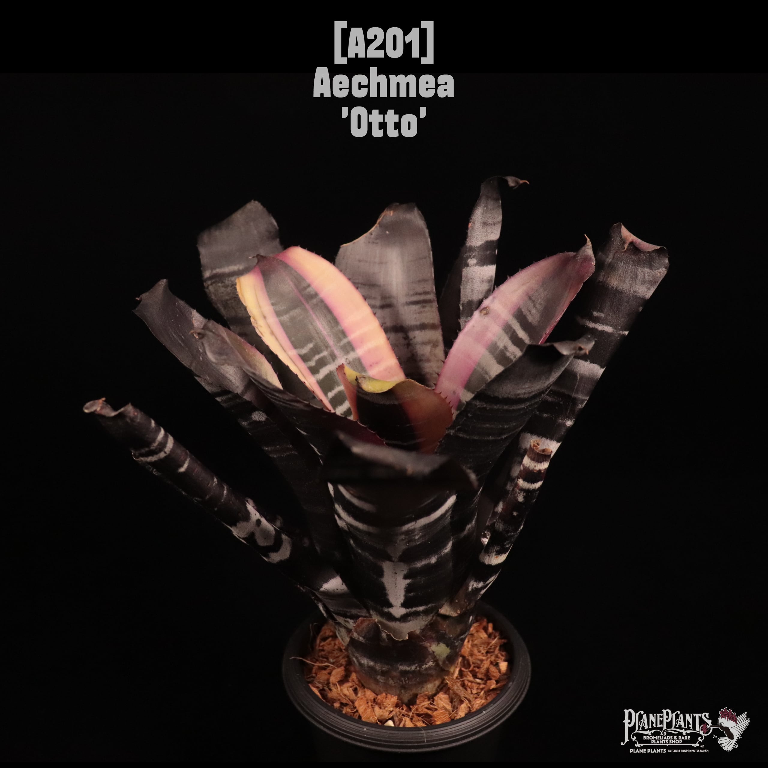 Aechmea 'Otto'〔エクメア〕A201