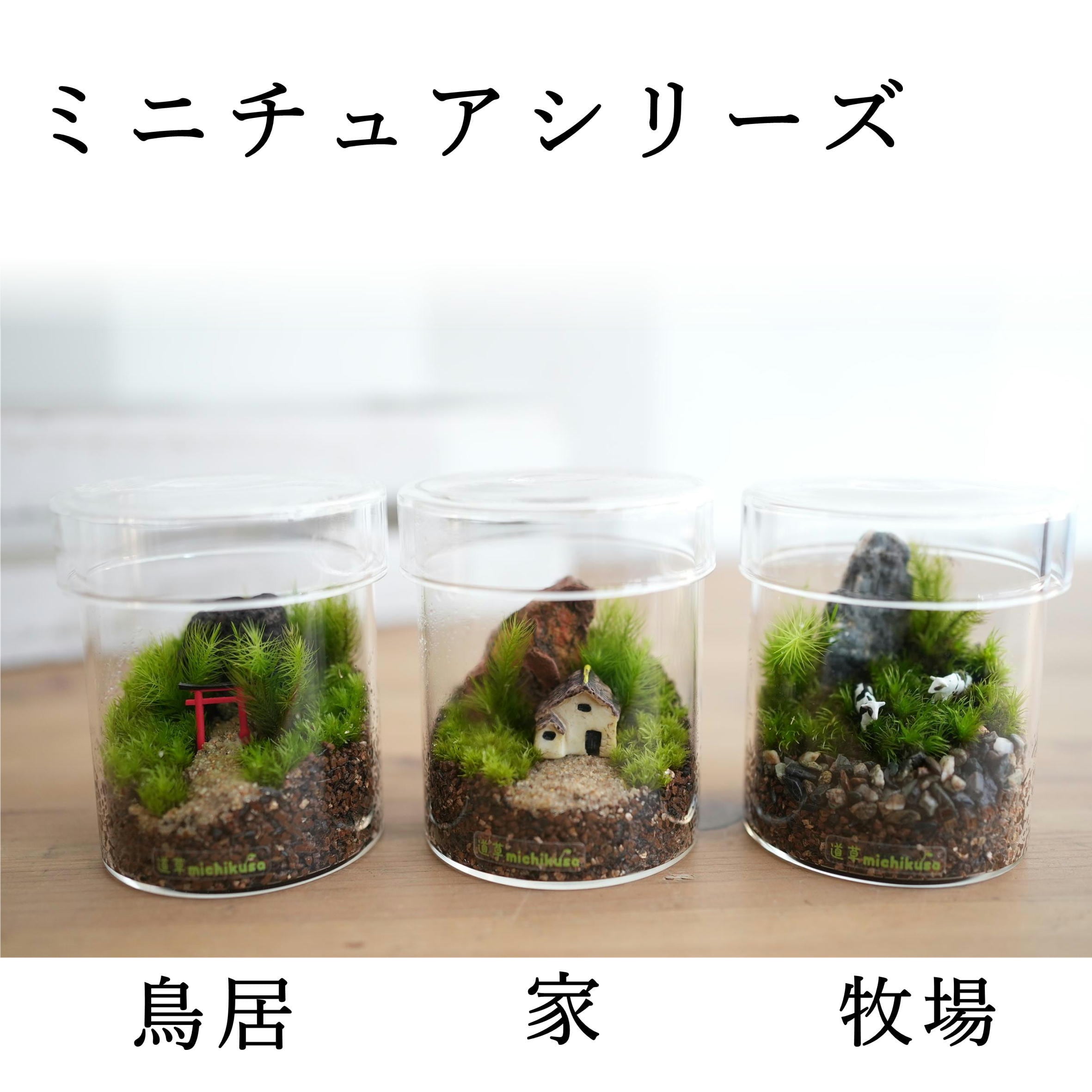 ミニチュアの世界】日本庭園の苔テラリウム シリンダー | 苔テラリウム